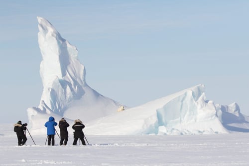 Spring Polar Bears on Icebergs of Baffin Safari