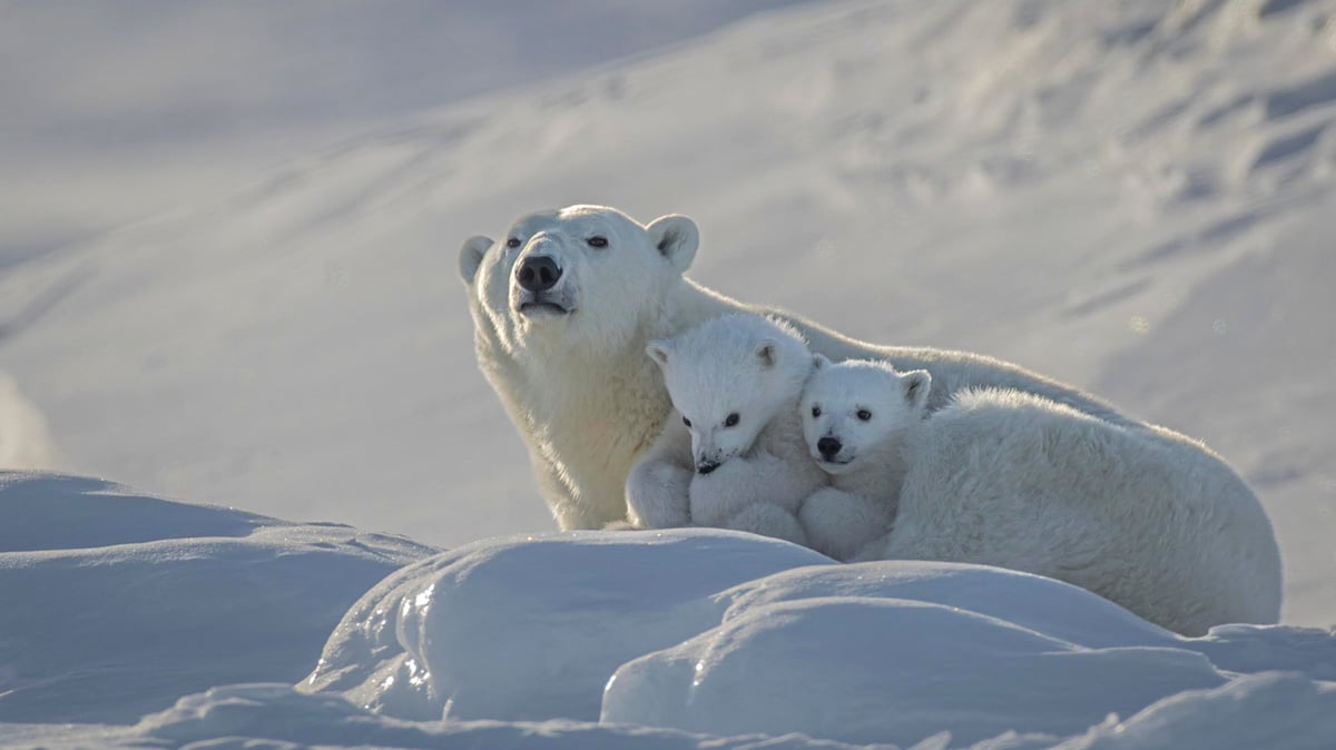 Polar bear mothers and cubs