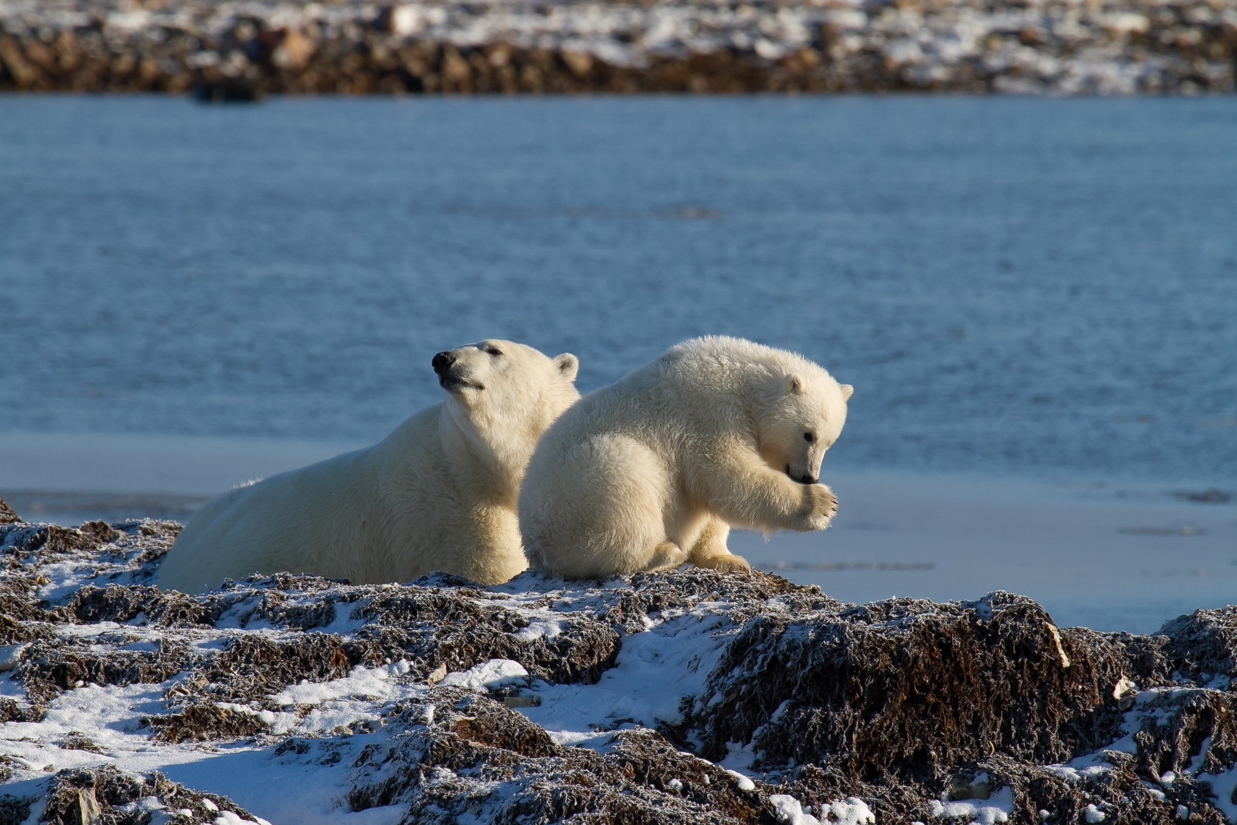 Where Do Polar Bears Go in the Summer?