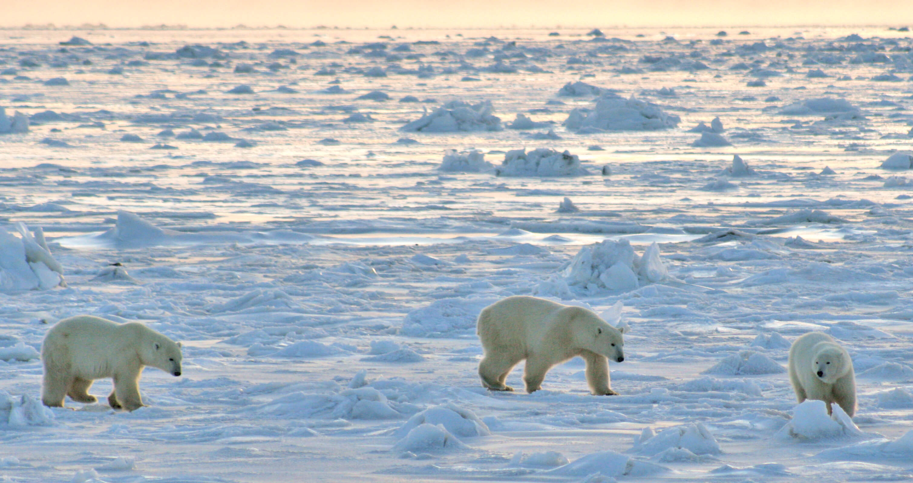 Why Animals Live in the Canadian Arctic