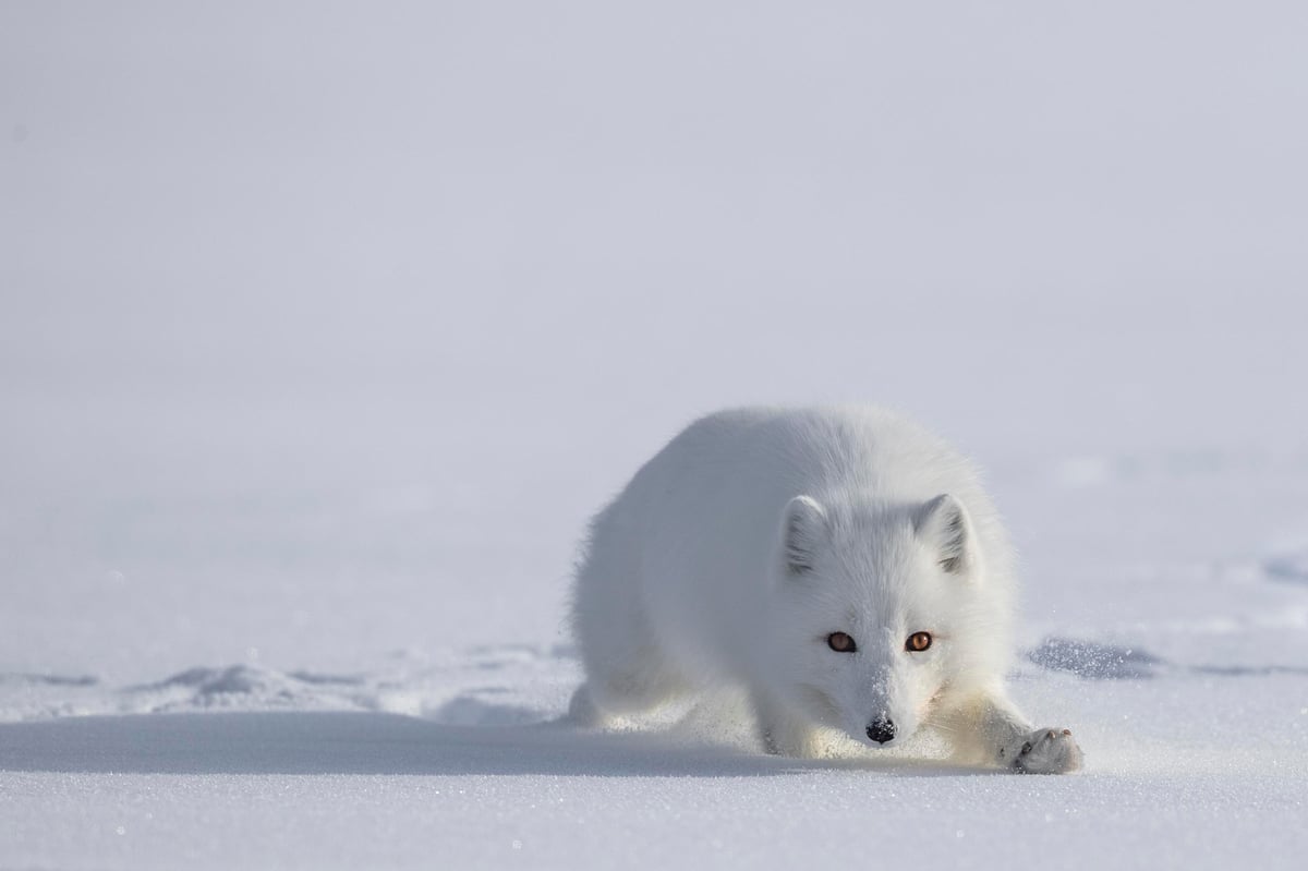 White fox