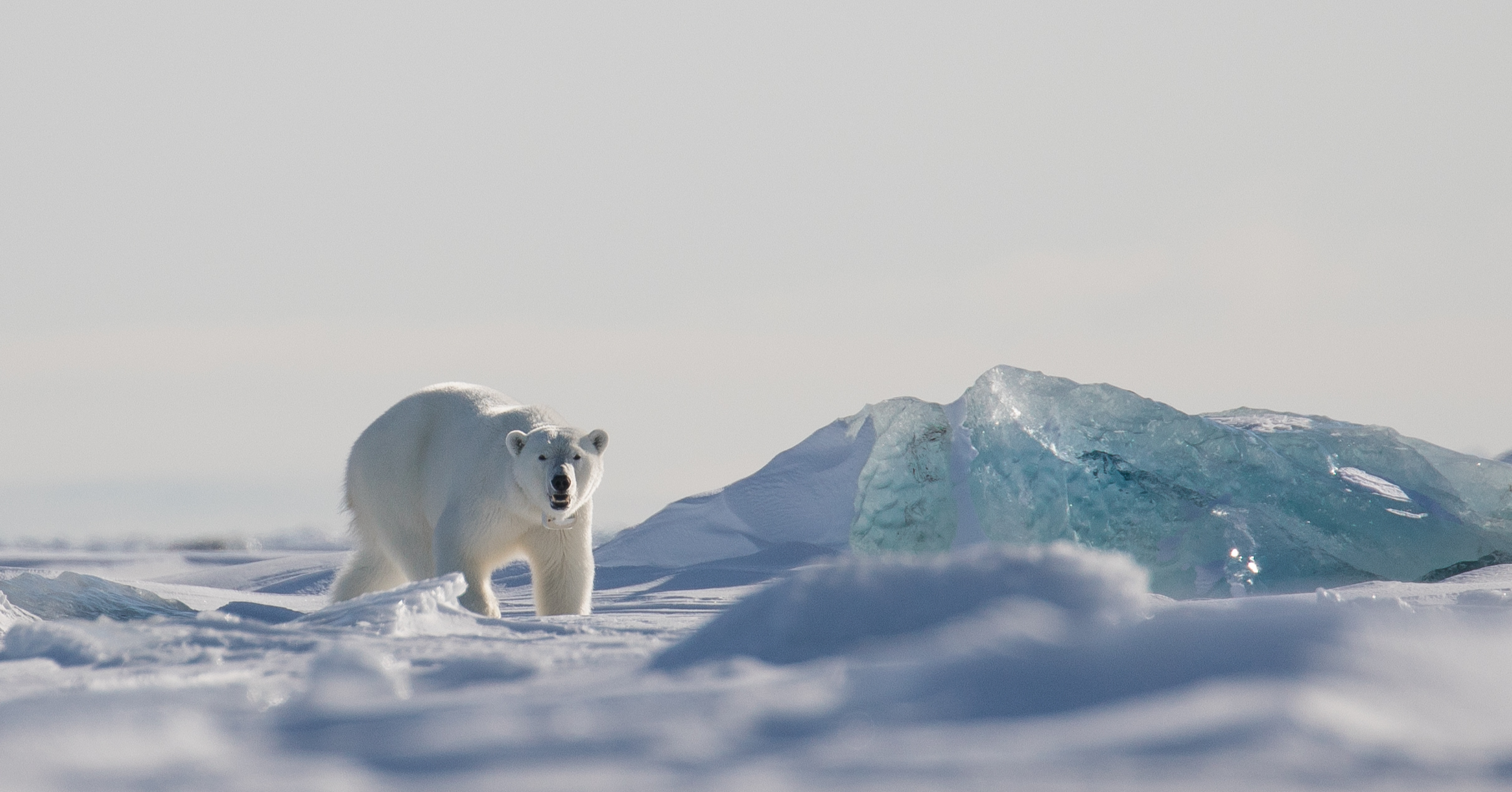 Encountering the Lords of the Arctic on Polar Bear Safaris