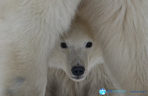 Polar Bear Mother & Newborn Cubs Safari