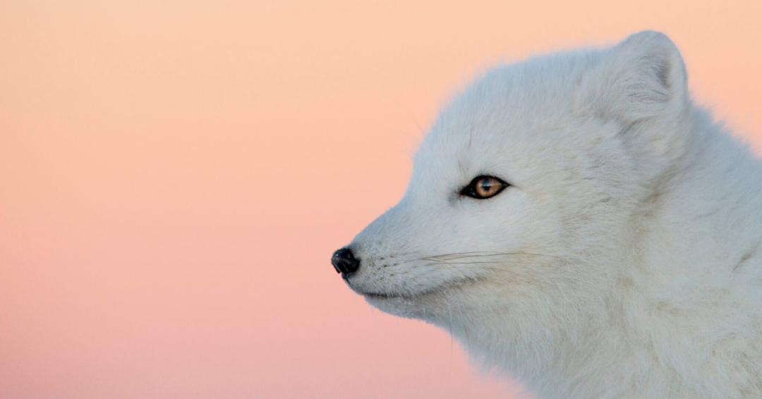 How Do Animals Survive the Arctic Chill?