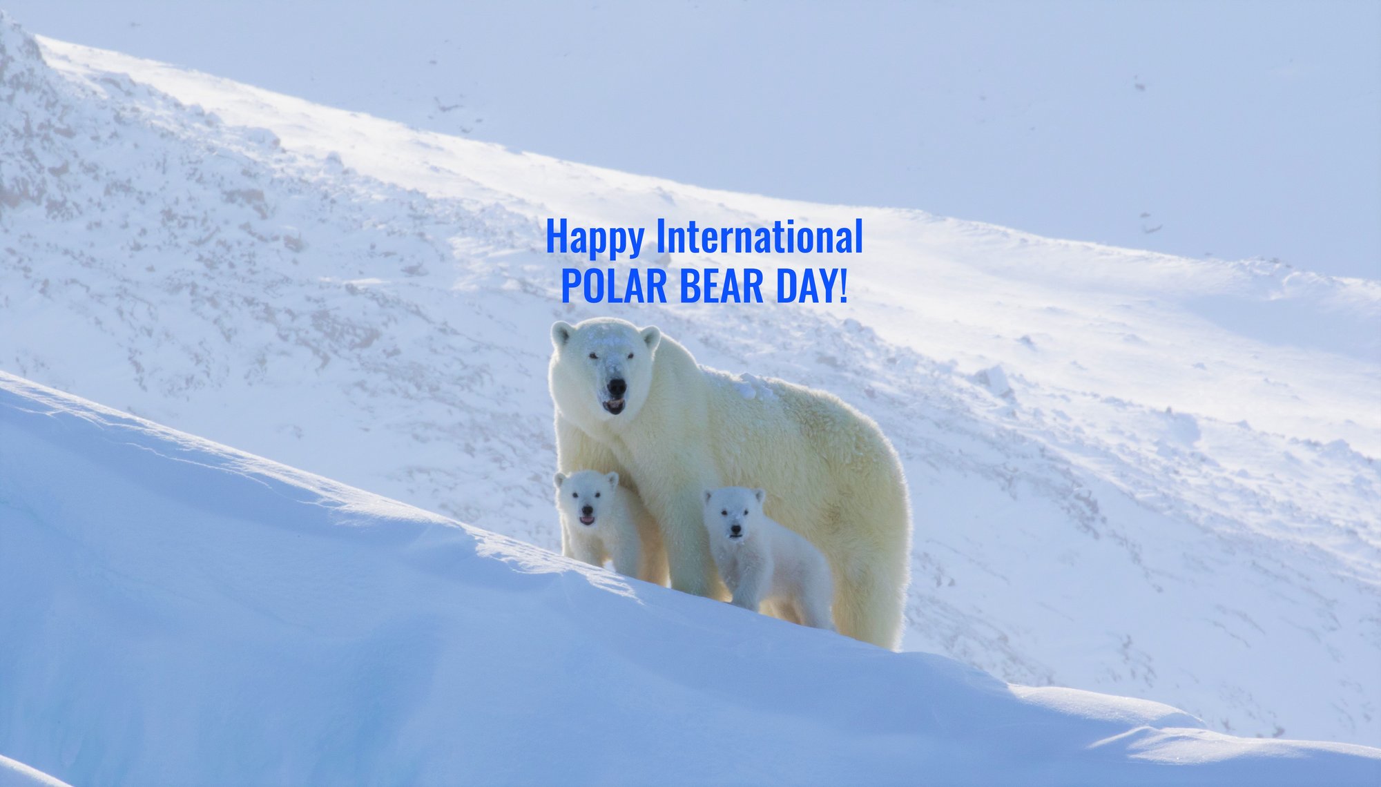 Our 3 Top Polar Bear Blogs for International Polar Bear Day