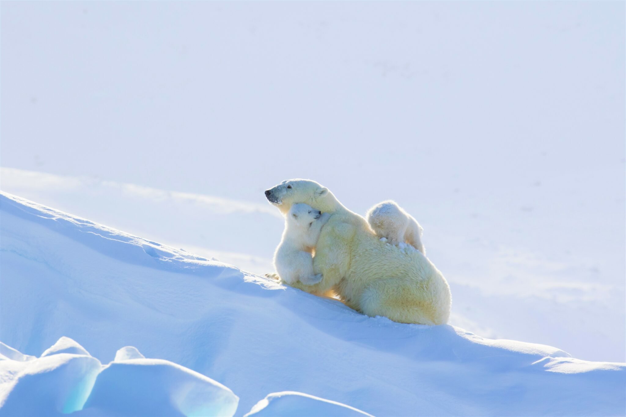 A Photo Tour: The Polar Bears of Baffin Island