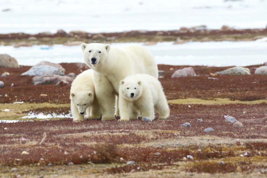 Profiling Polar Bear’s Seasonal Habits & Challenges