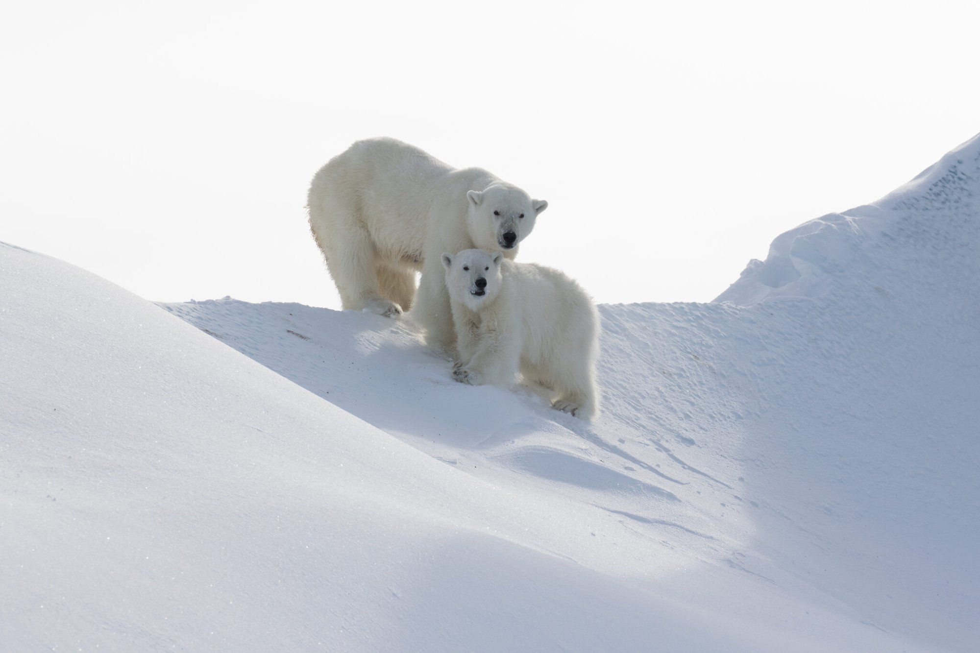 Fast Facts about Baffin Island’s Polar Bears