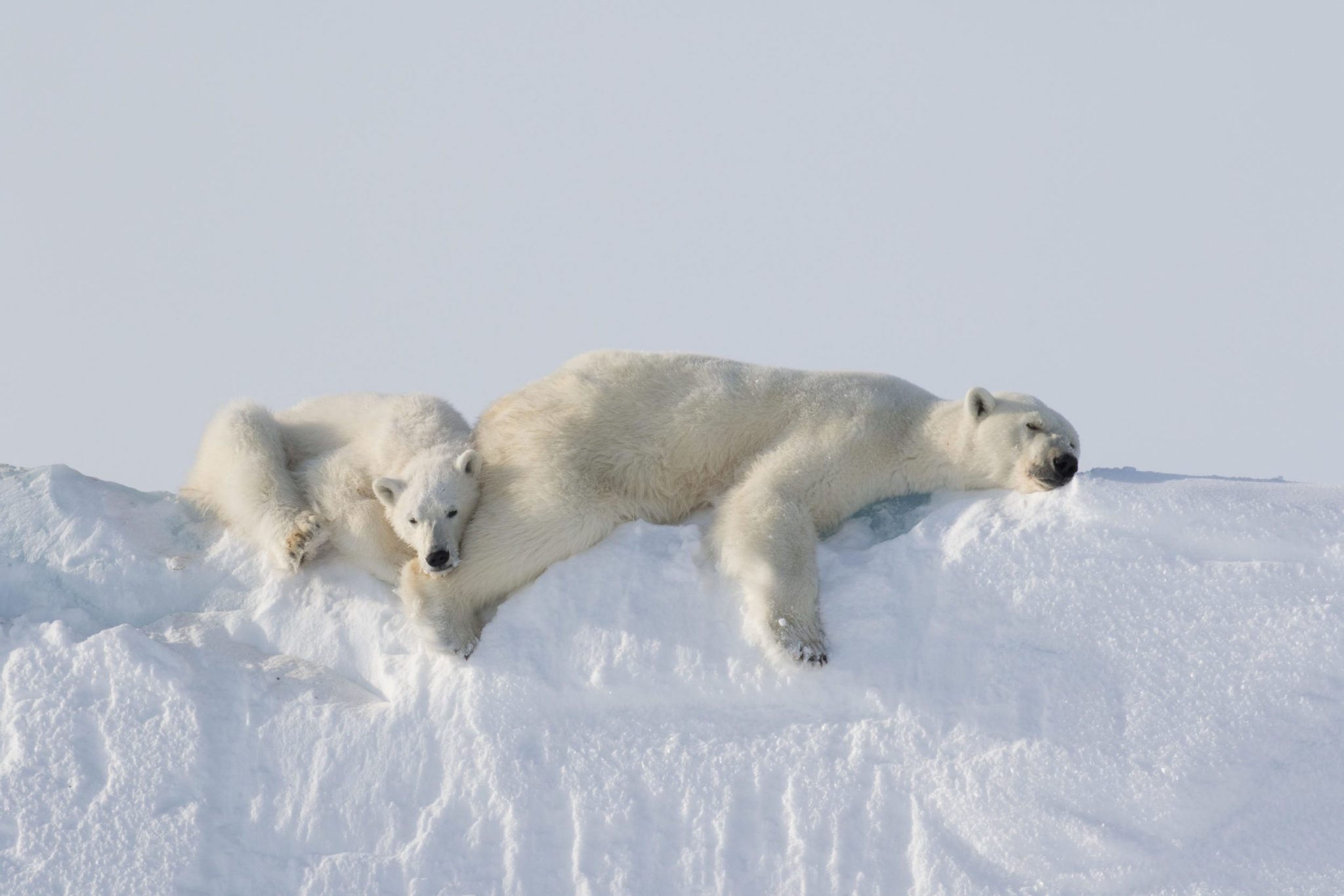 6 Tips for Incredible Arctic Photography