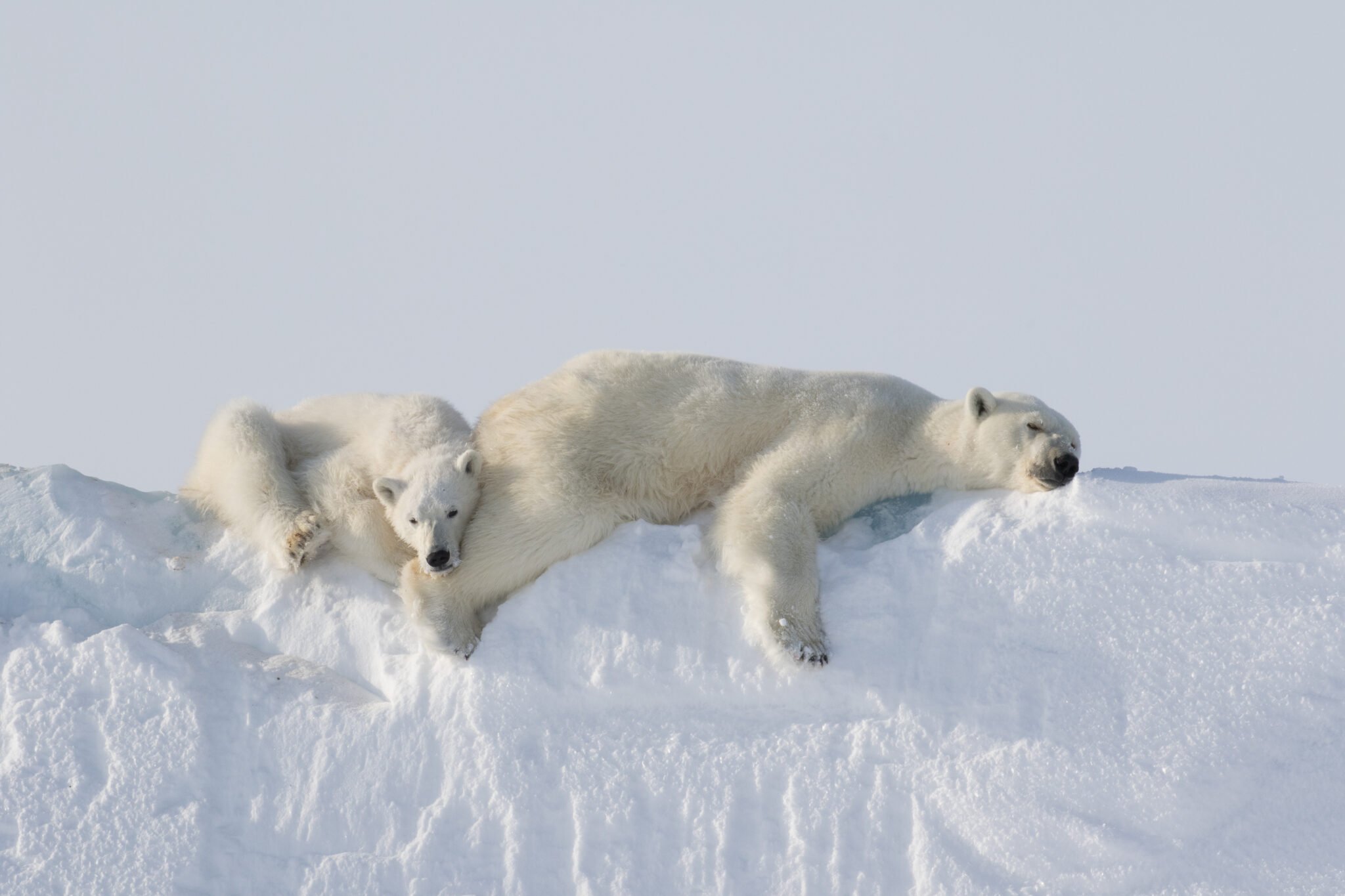 10 Fast Fact About Polar Bears