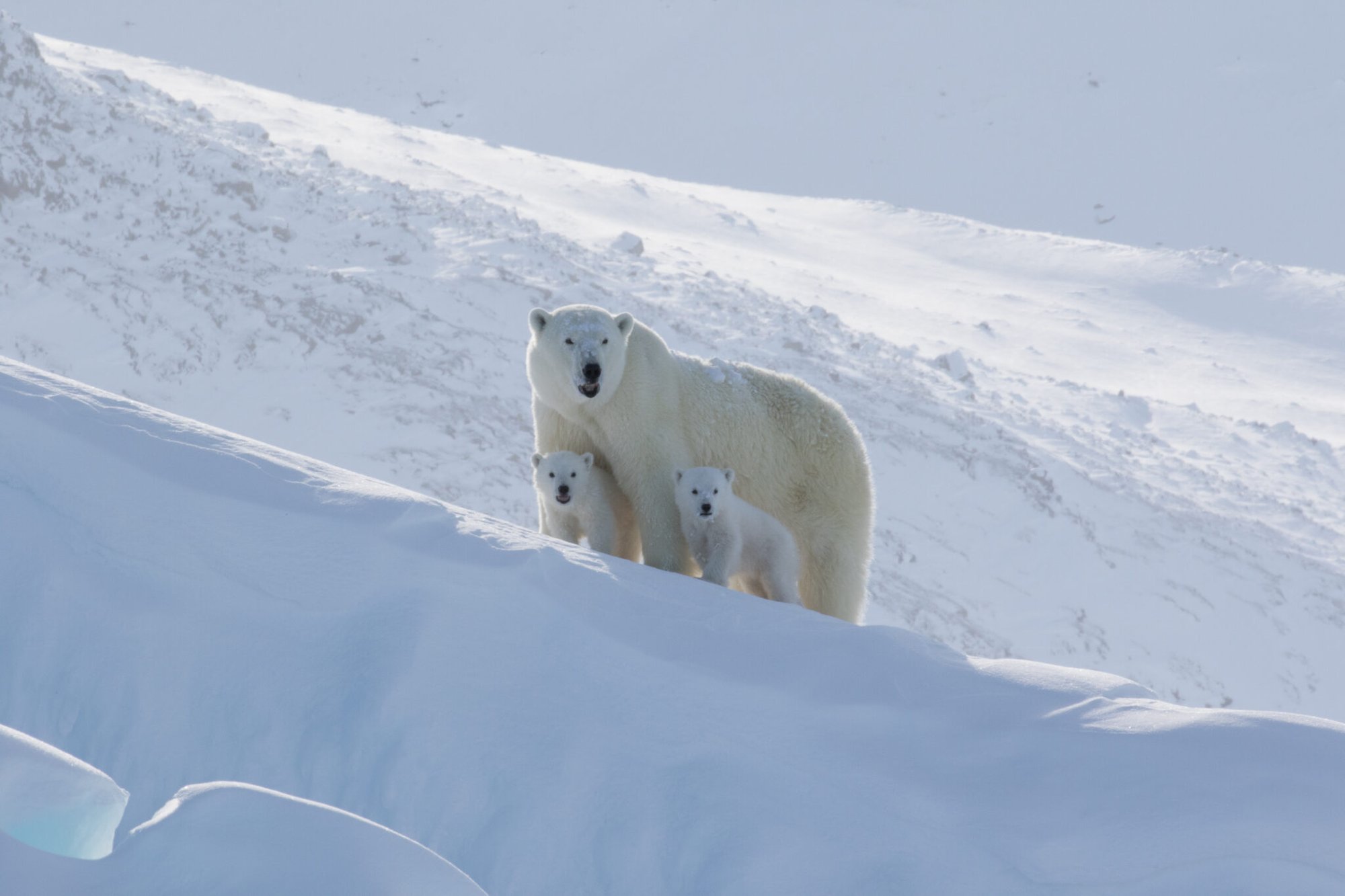 Polar Bears Are Mostly Canadian