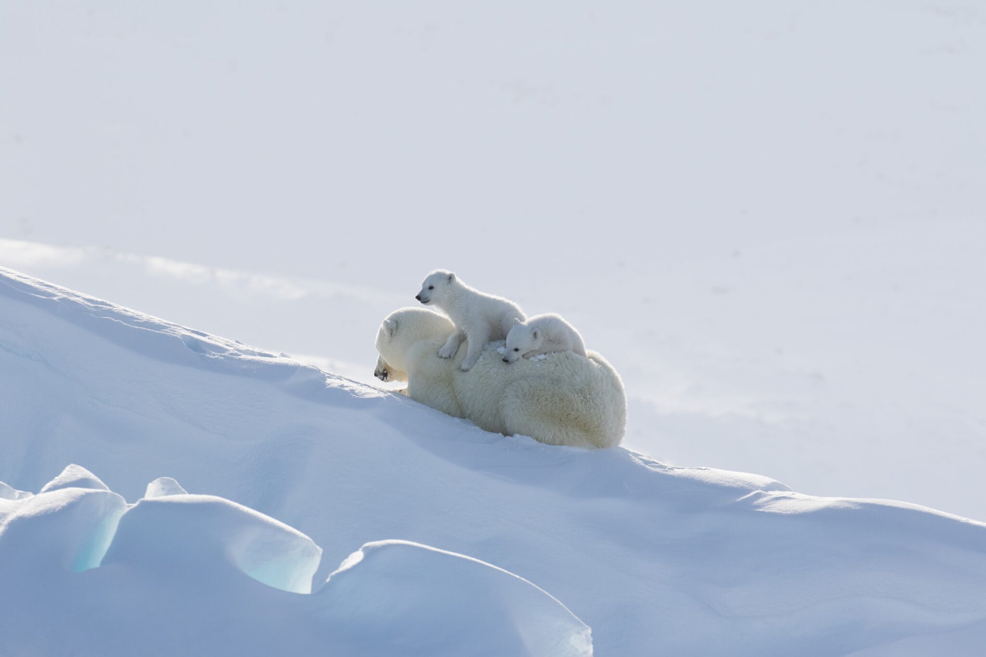 Newborn Polar Bear Cubs Are Emerging Soon!