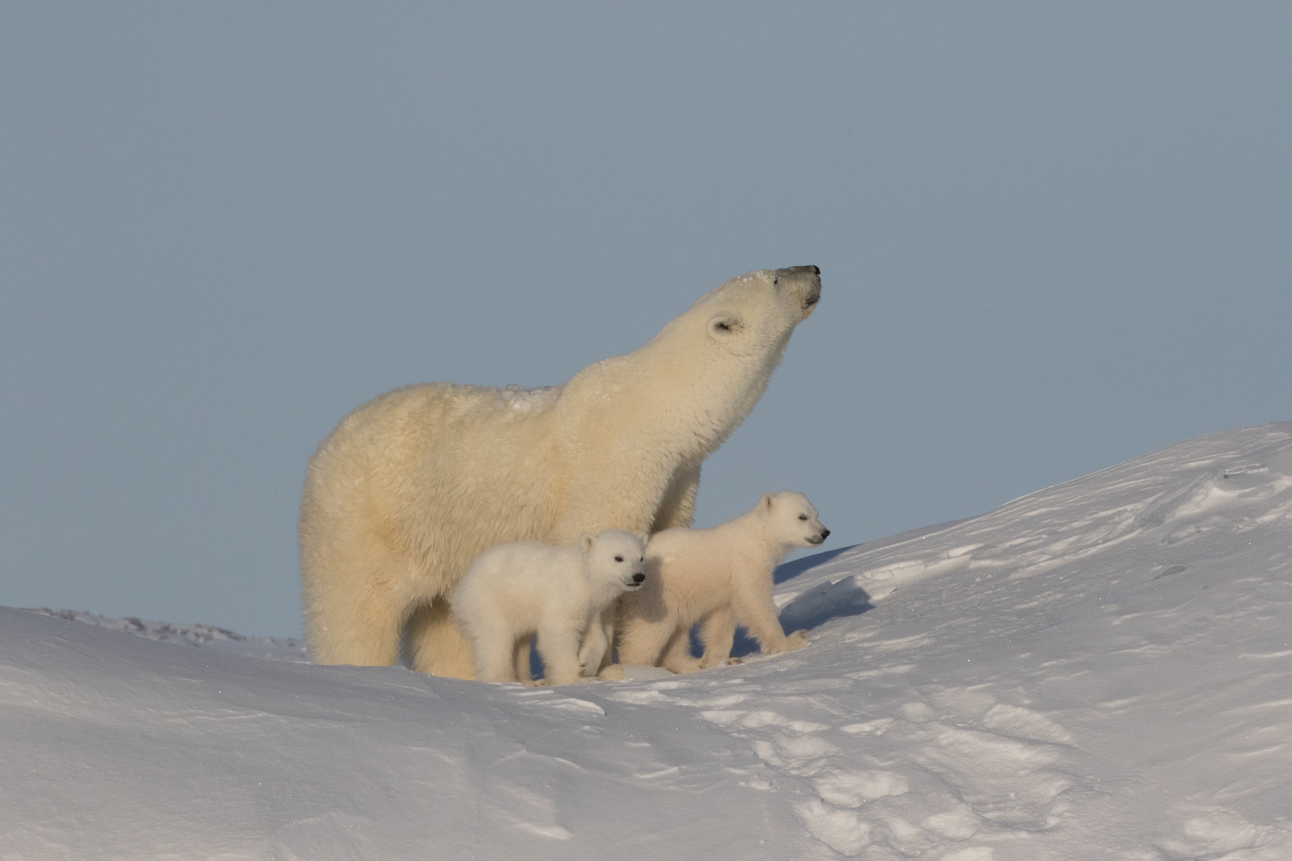 Get To Know Our Spring Polar Bear Safari