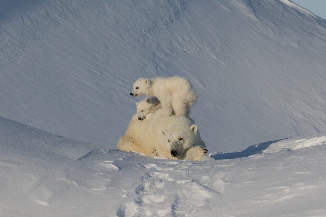 How to See Polar Bear Cubs in the Arctic