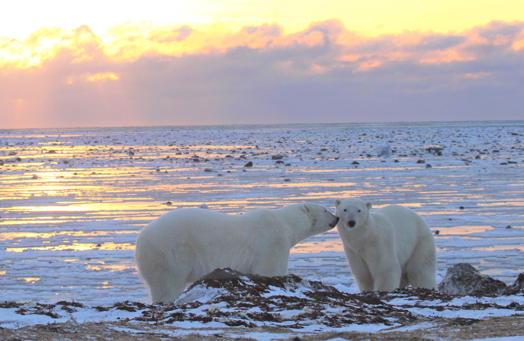 Arctic Safaris Make the Best Valentines Day Gift!