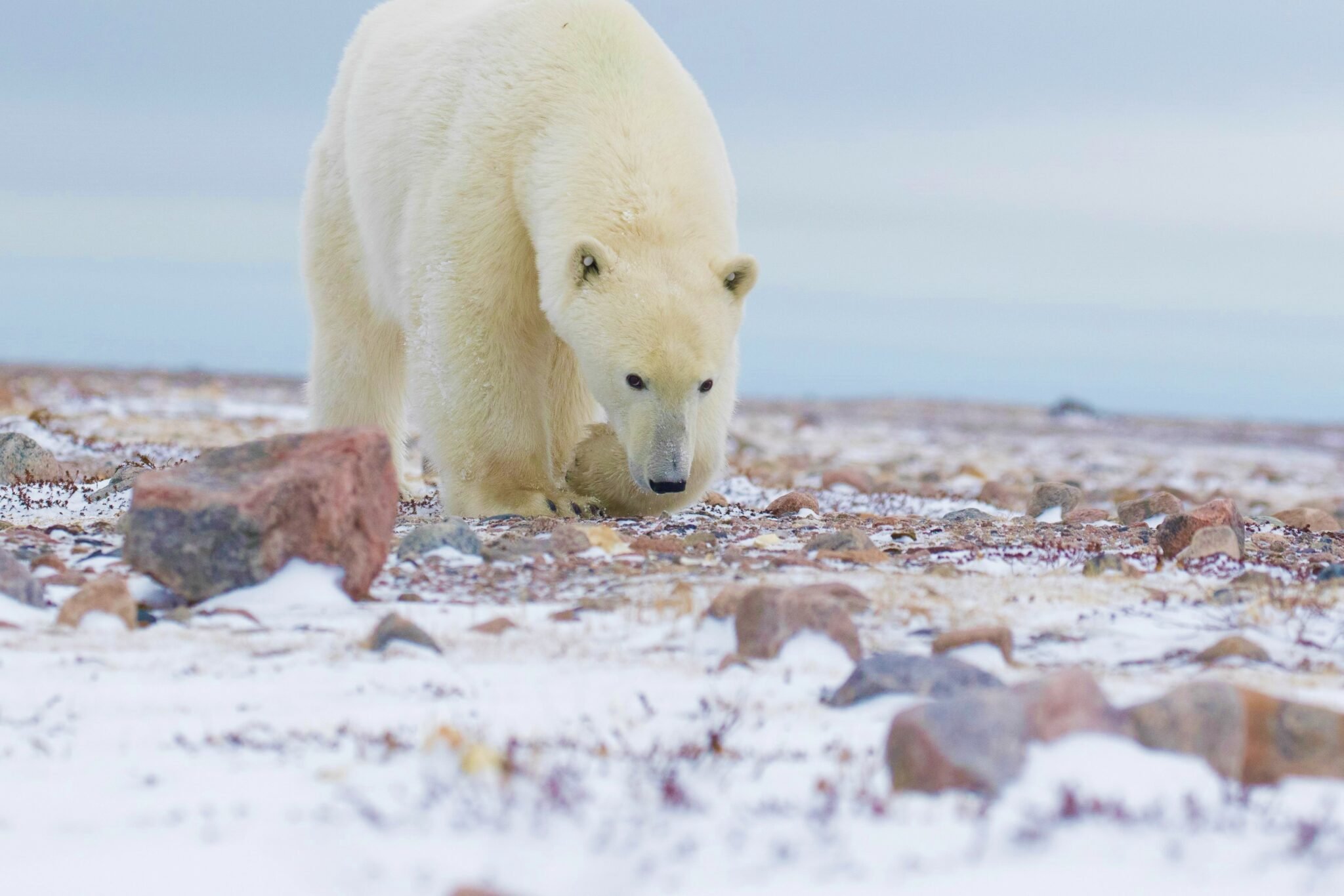 What Arctic Animals Would You Like To See?