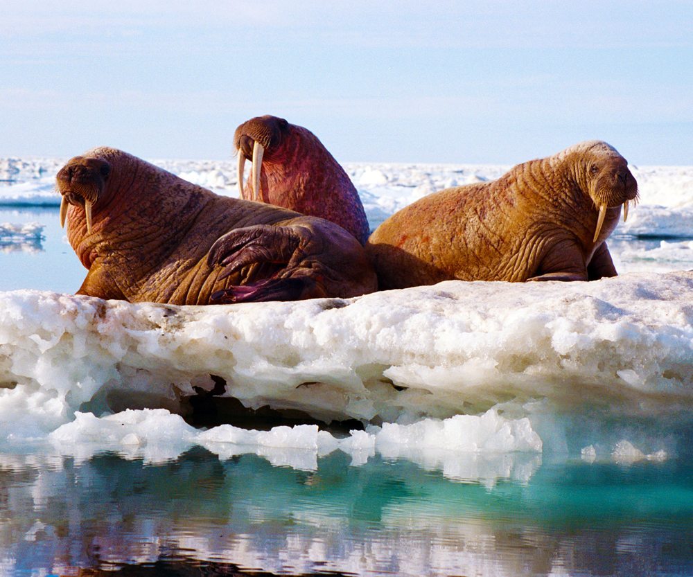 10 Fun Facts About Walrus