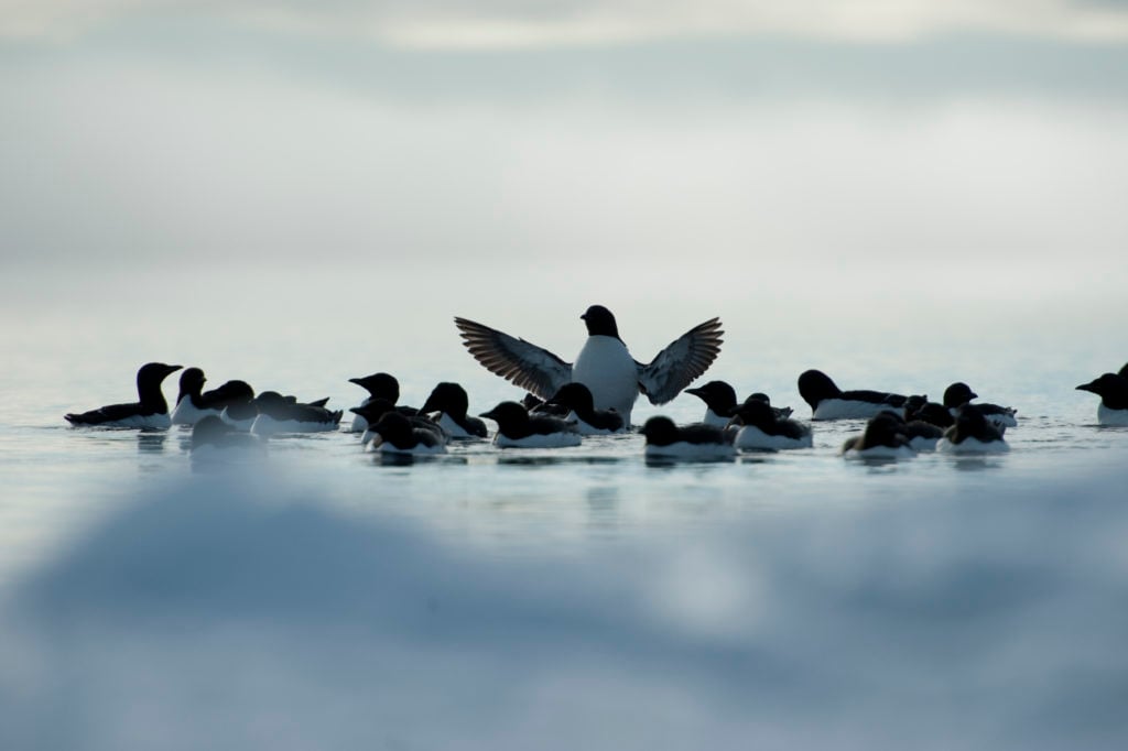 Arctic Birds of the Floe Edge