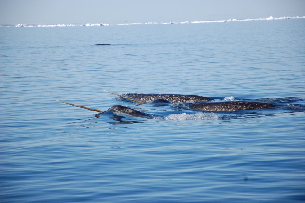 Baffin Island’s Wildlife Hub: Lancaster Sound