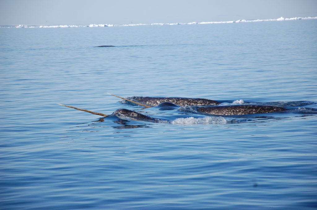 Baffin Island’s Wildlife Hub: Lancaster Sound