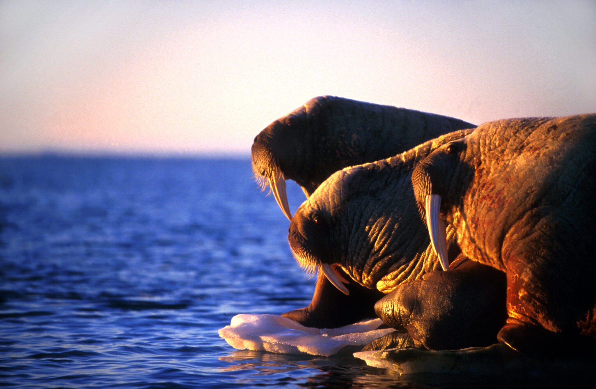 Where To See Walruses