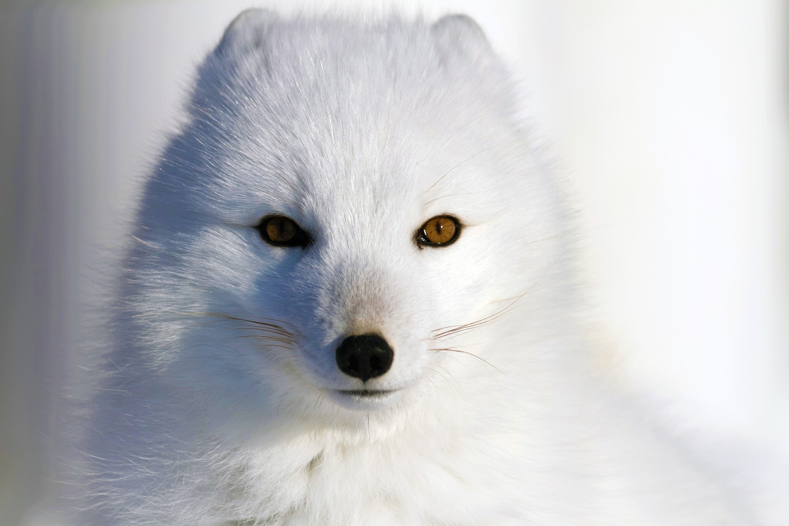 The Other Amazing Animals to See On Our Polar Bear Safaris