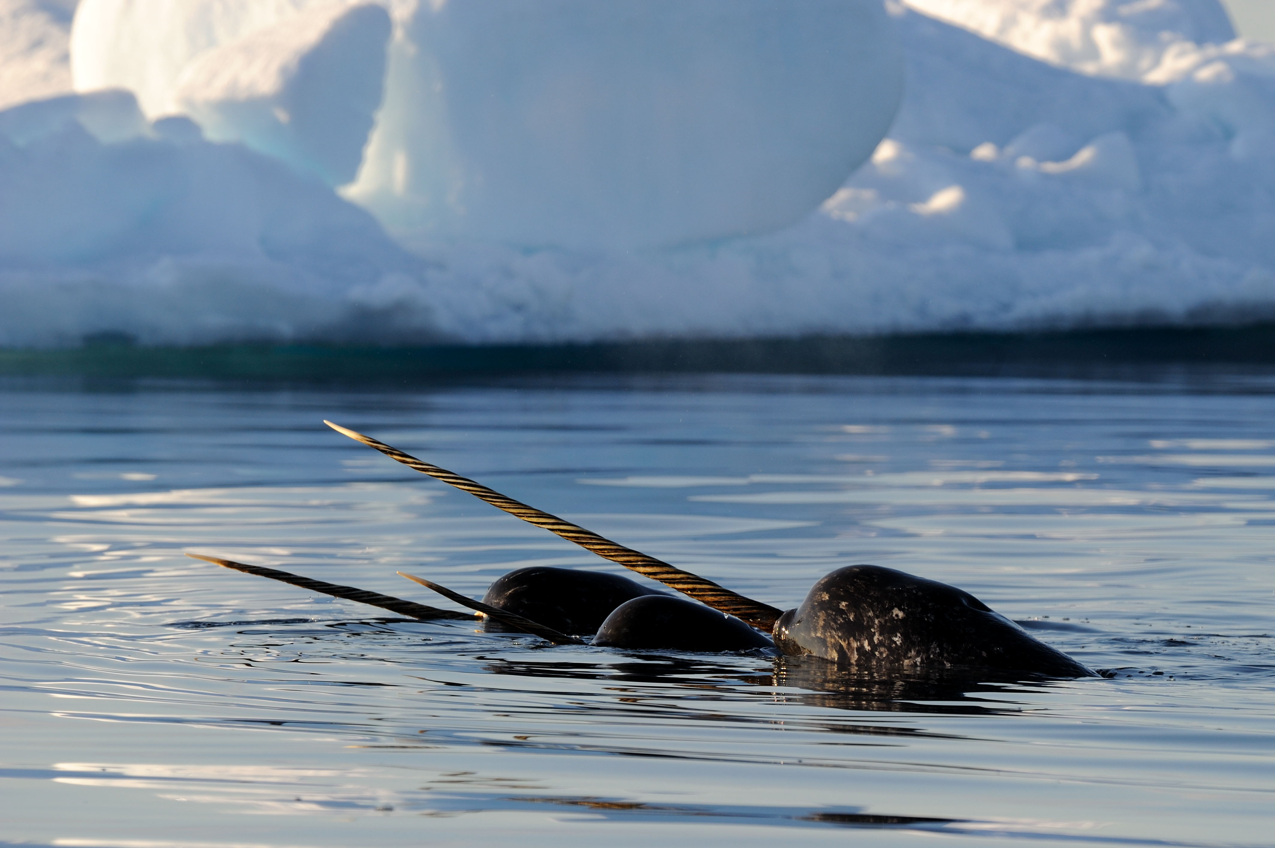 Narwhal Tusk Facts: Did You Know