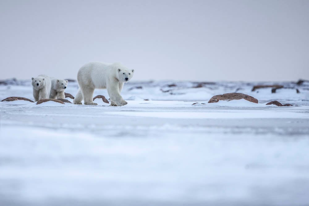 World Wildlife Day