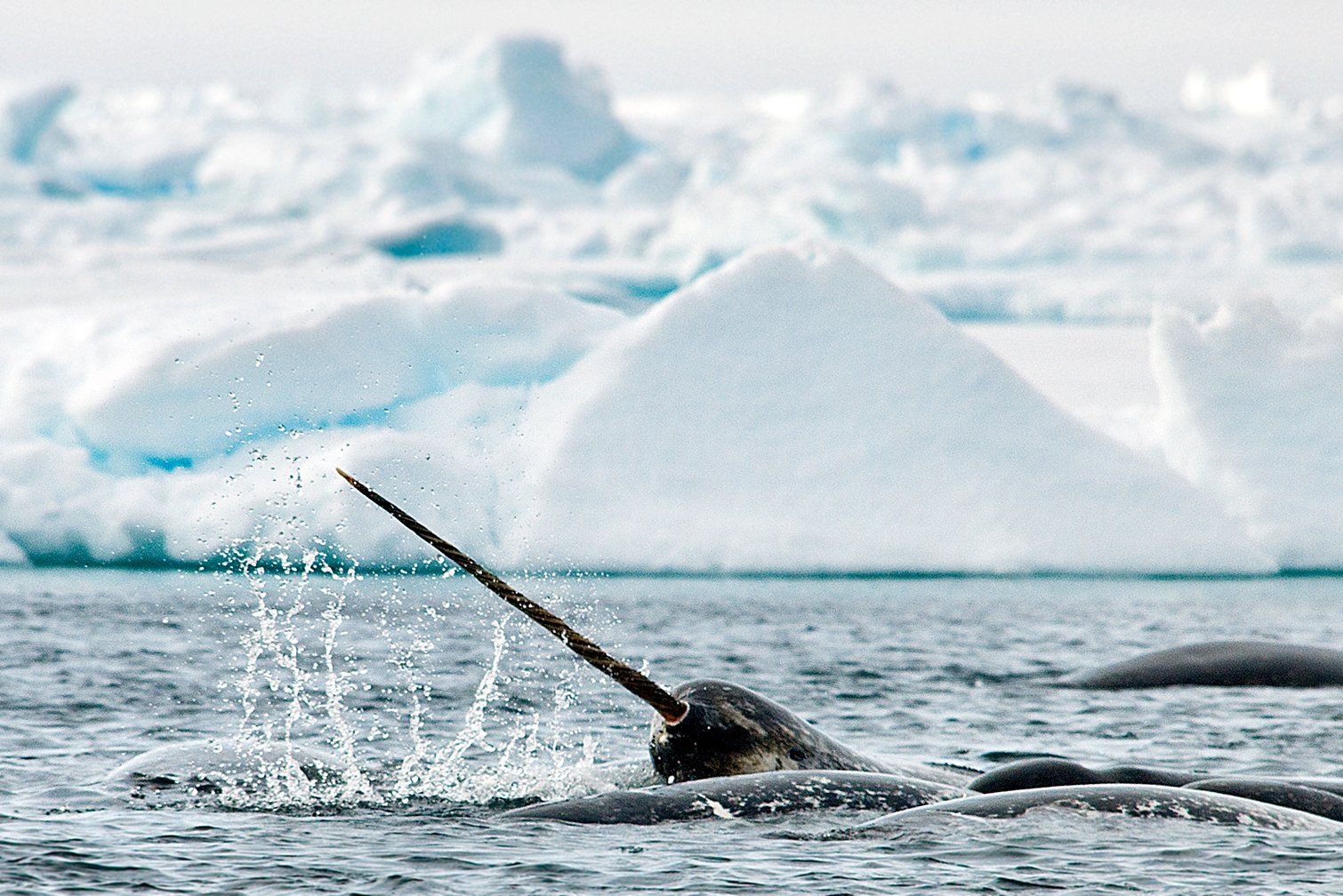 Our New Year’s Wildlife Bucket List