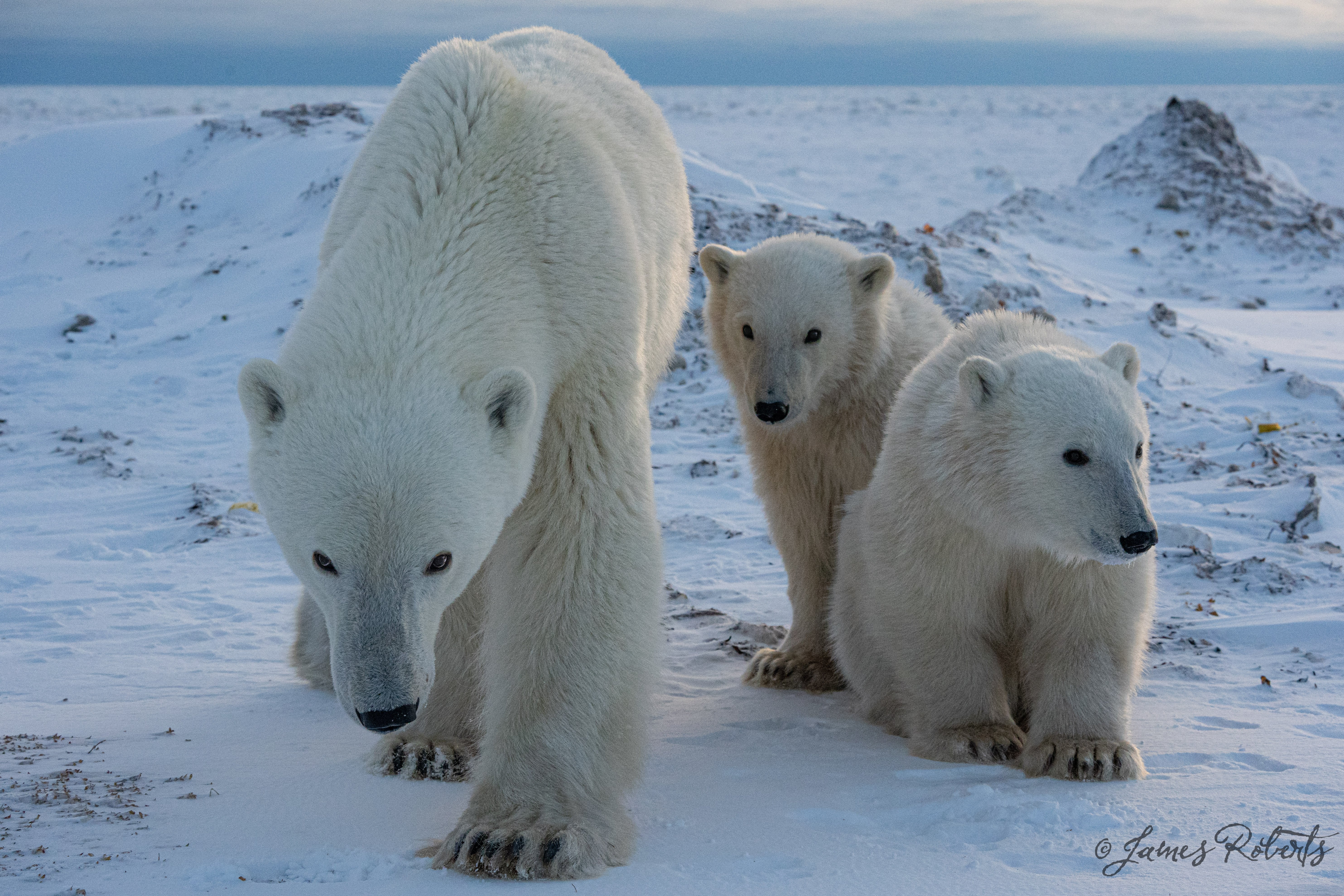 Detecting Polar Bear “Fingerprints”