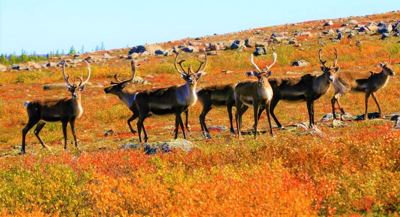 Fast Facts Caribou: Reindeer vs. Caribou