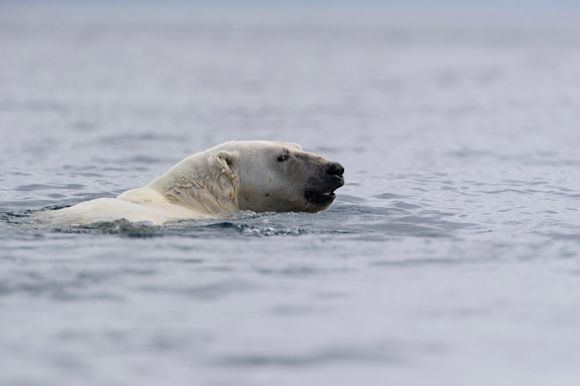 Why Polar Bears Love To Swim