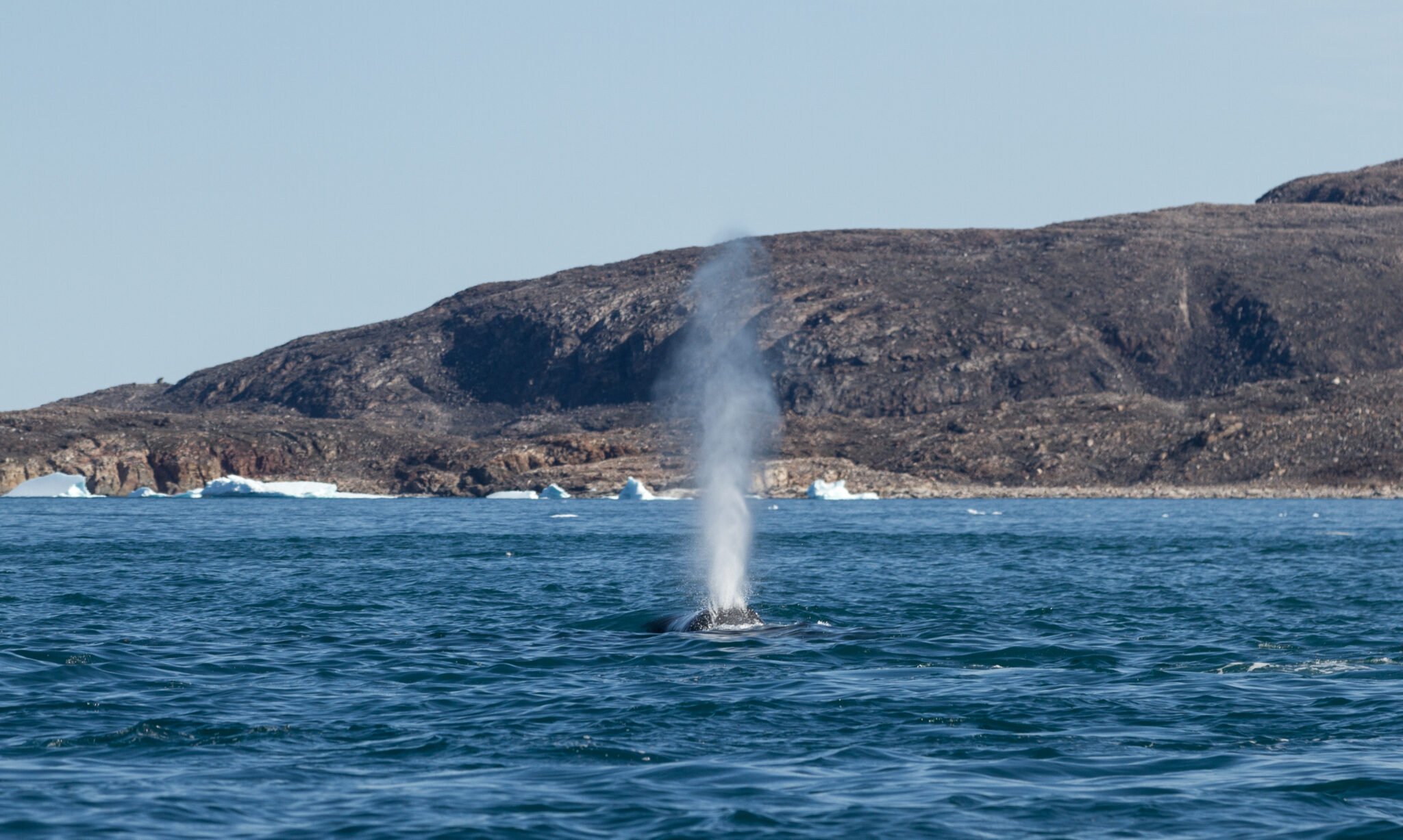 Why Do Whales Molt?