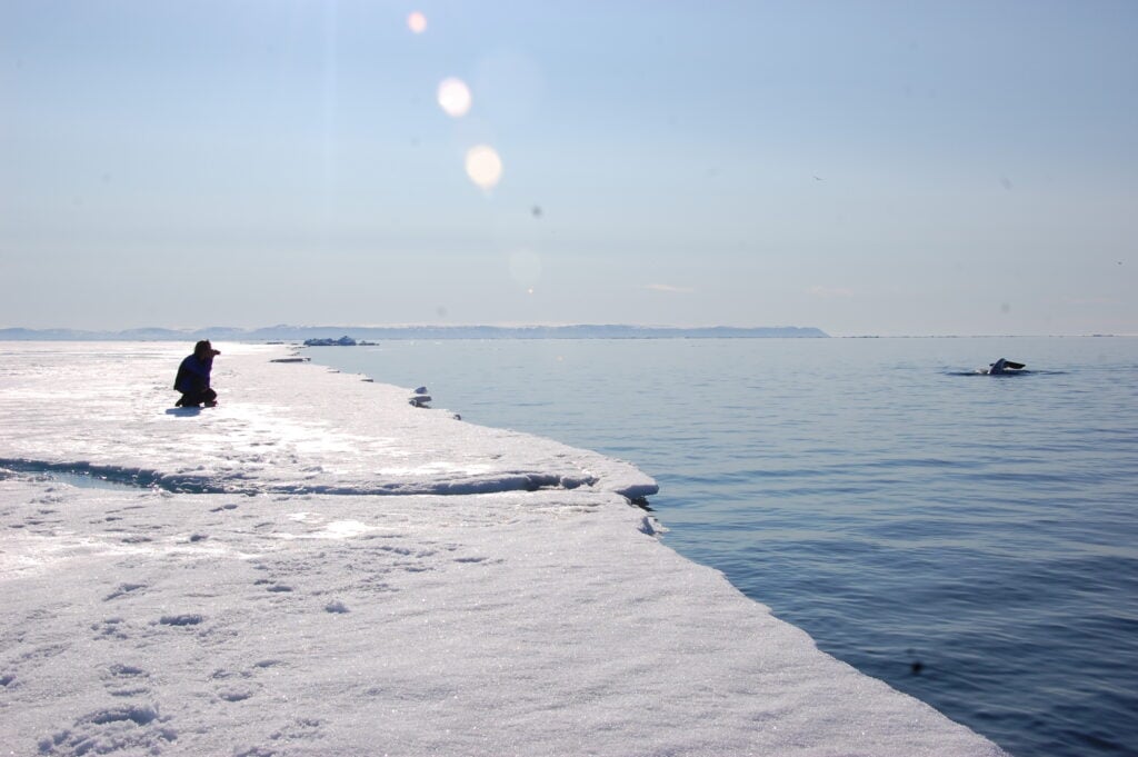 What Makes The Floe Edge A Marine Wildlife Hub