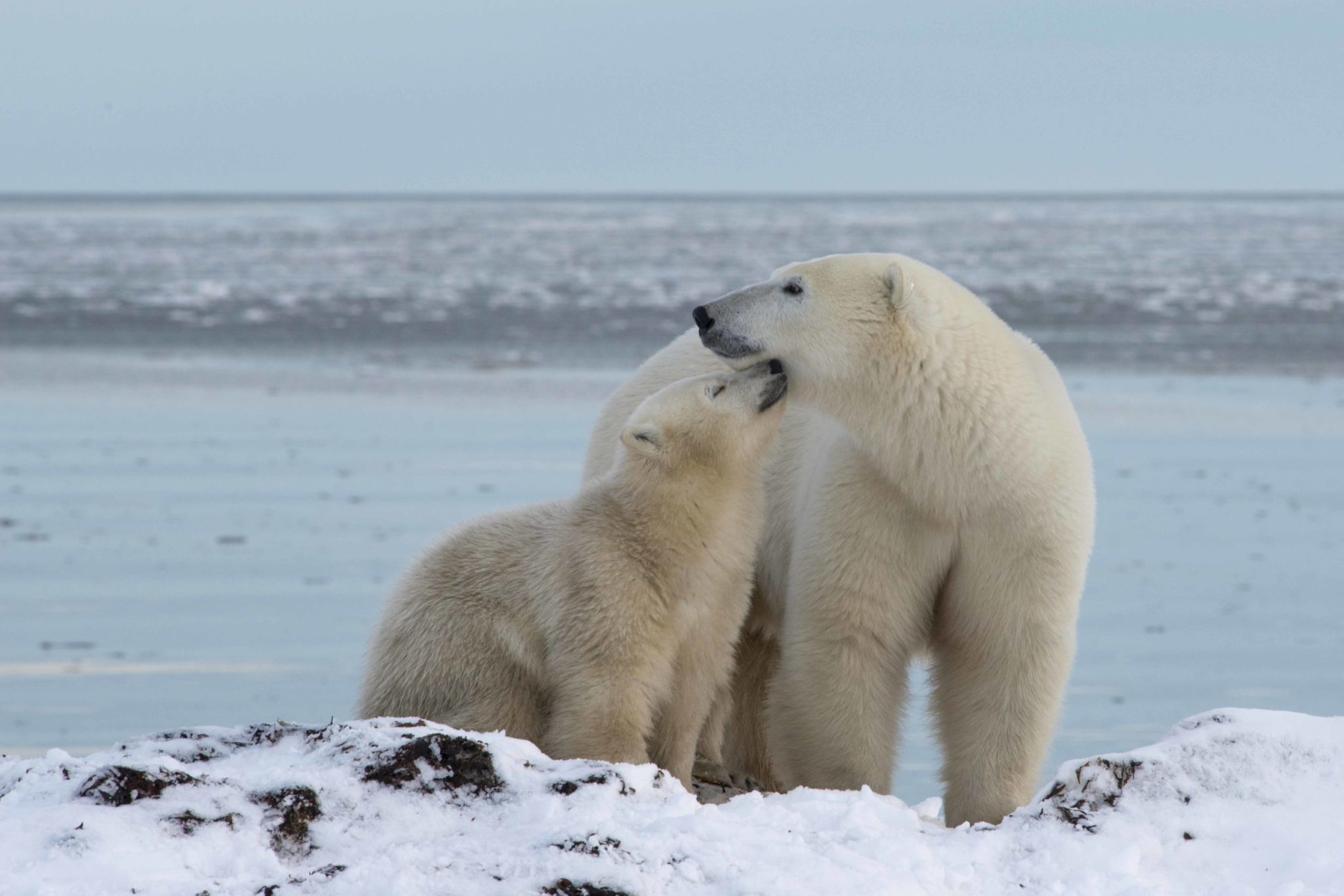 How to choose a polar bear adventure