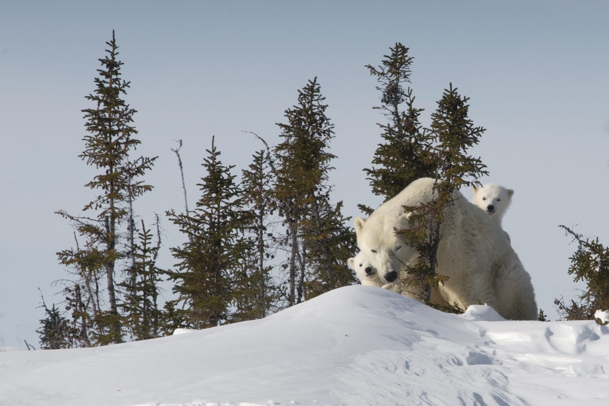 From the Field: Highlights from Polar Bear Mother & Newborn Cubs 2018