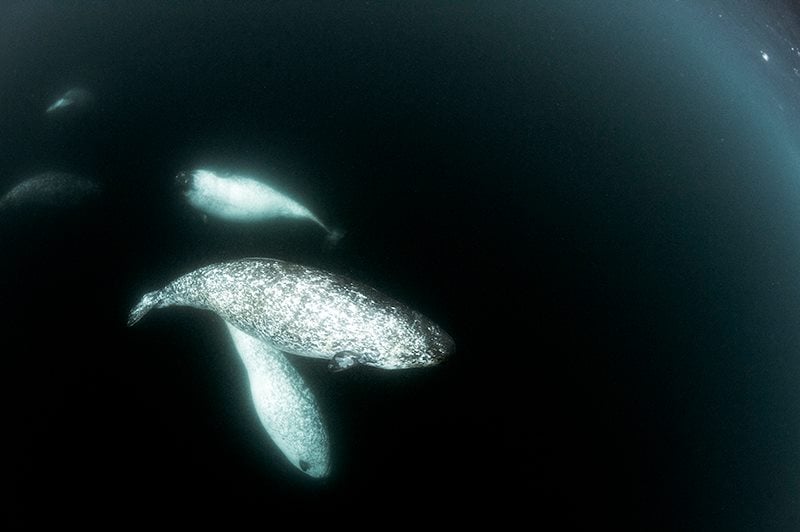 A Narwhal Mother & Calf’s Journey