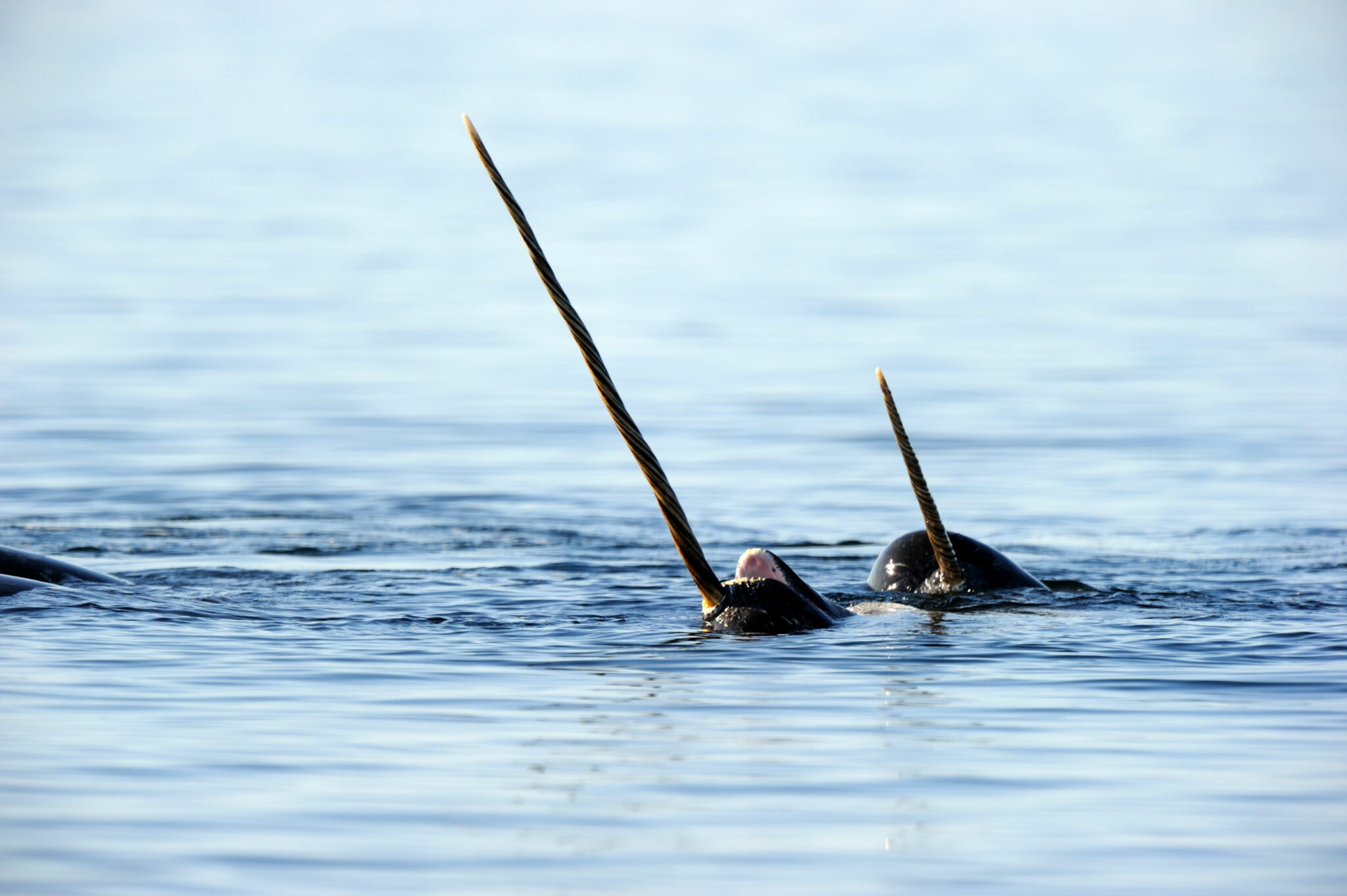 The Songs of the Narwhal