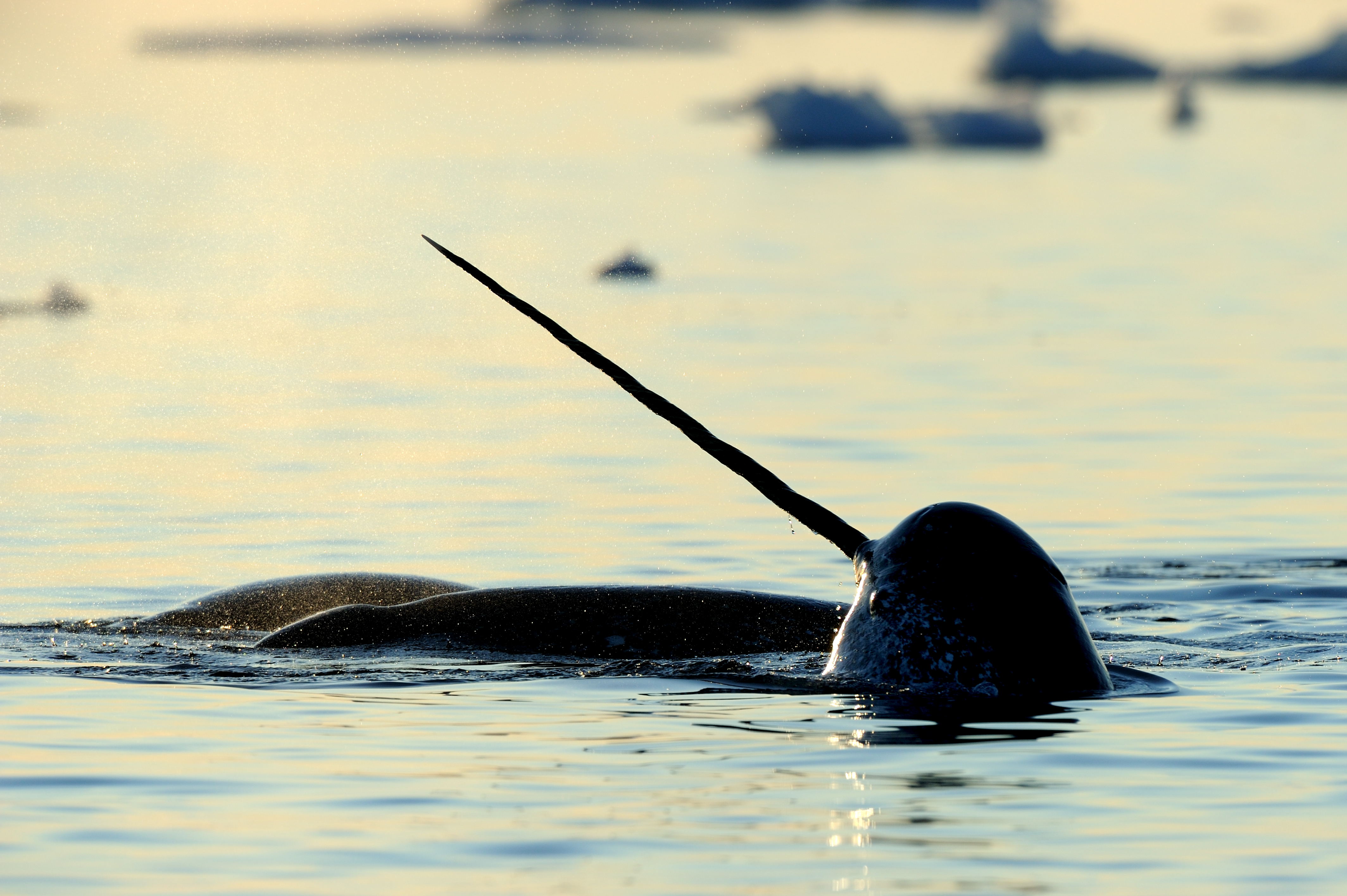 5 Reasons To Try An Arctic Whale Watching Tour