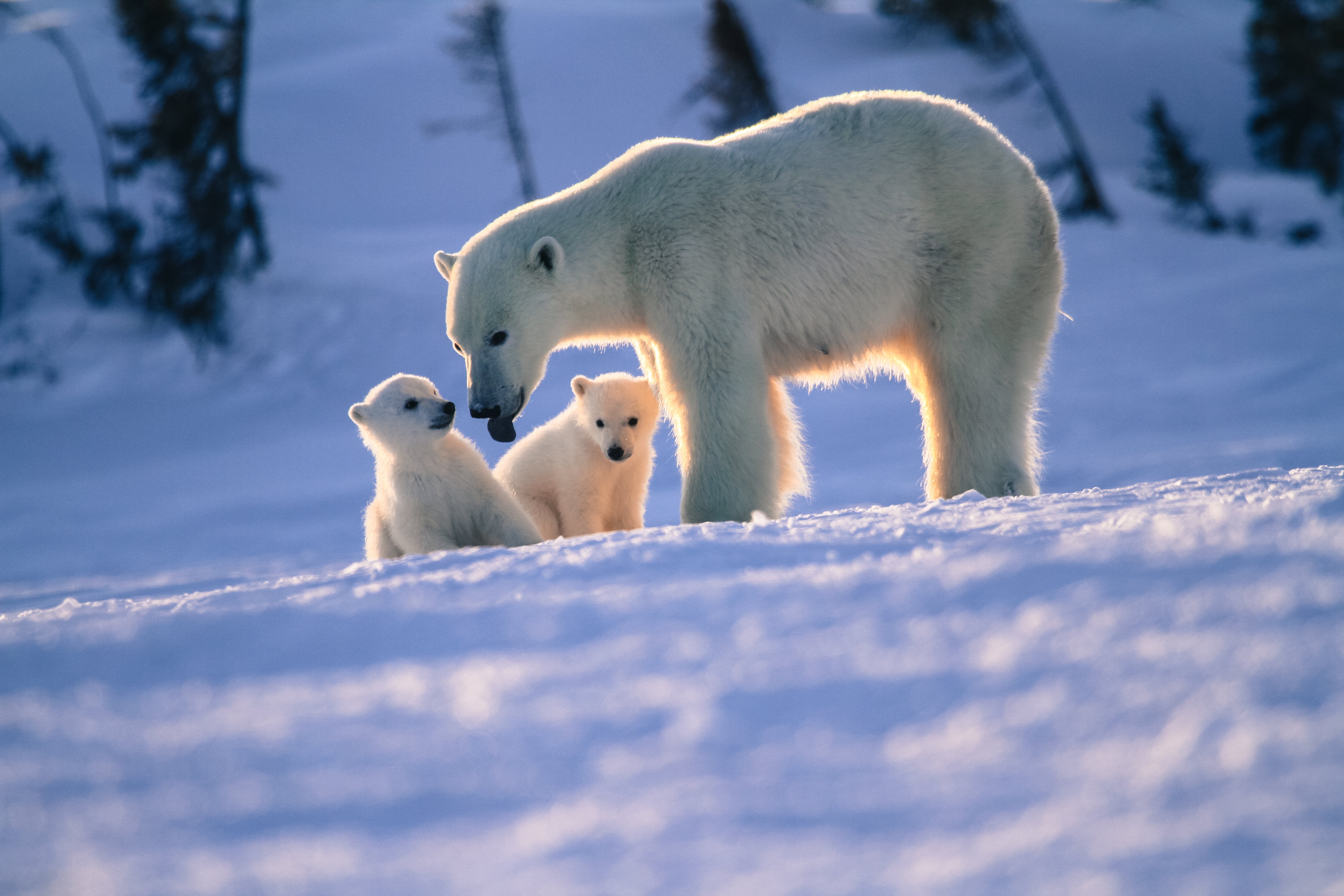 The Polar Bears of Wapusk National Park