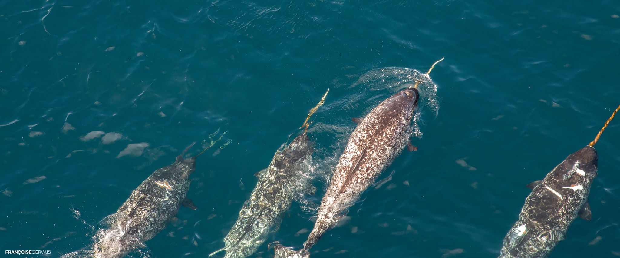 10 Fun Facts About Narwhal: Are Narwhal Endangered?