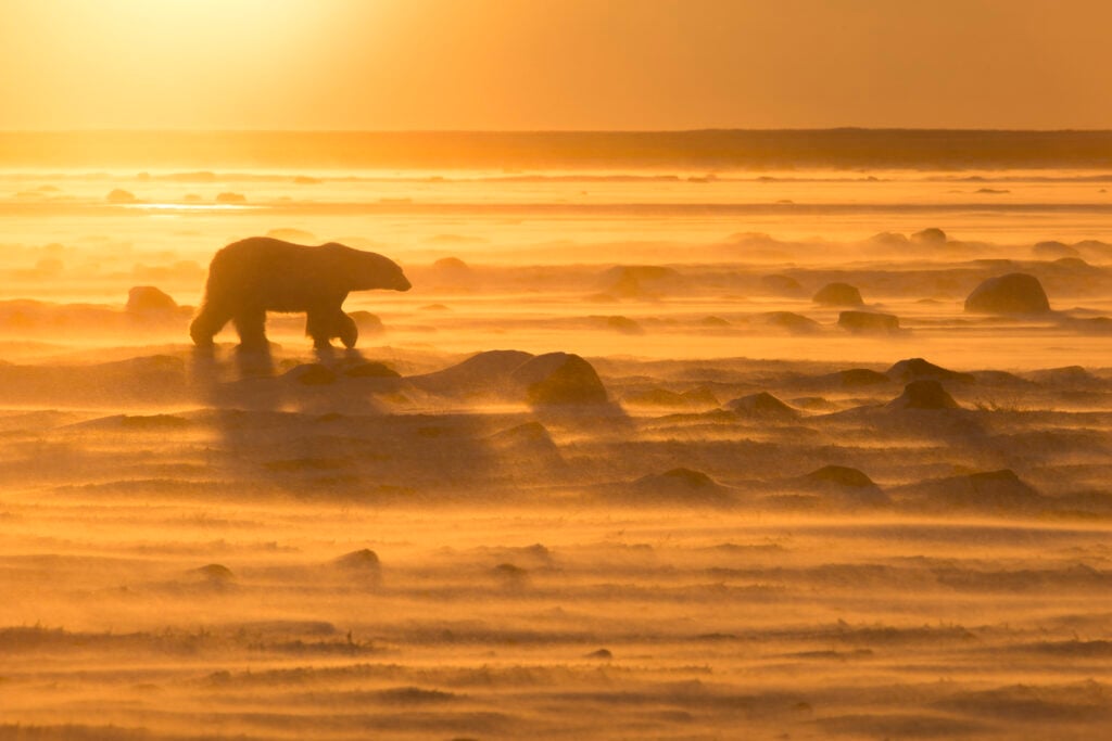 Polar Bear Week: Why Polar Bears Need Sea-Ice