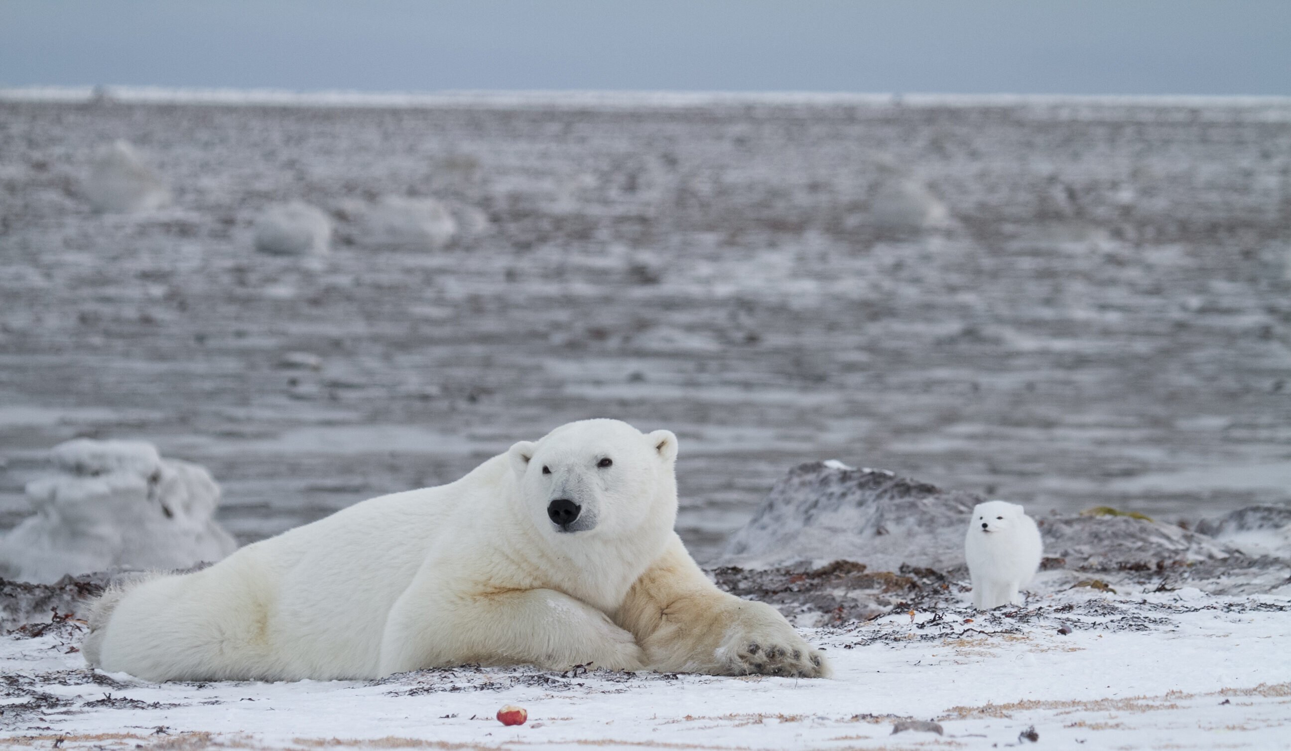 Arctic Wildlife Behaviour: Photographing Wild Personalities