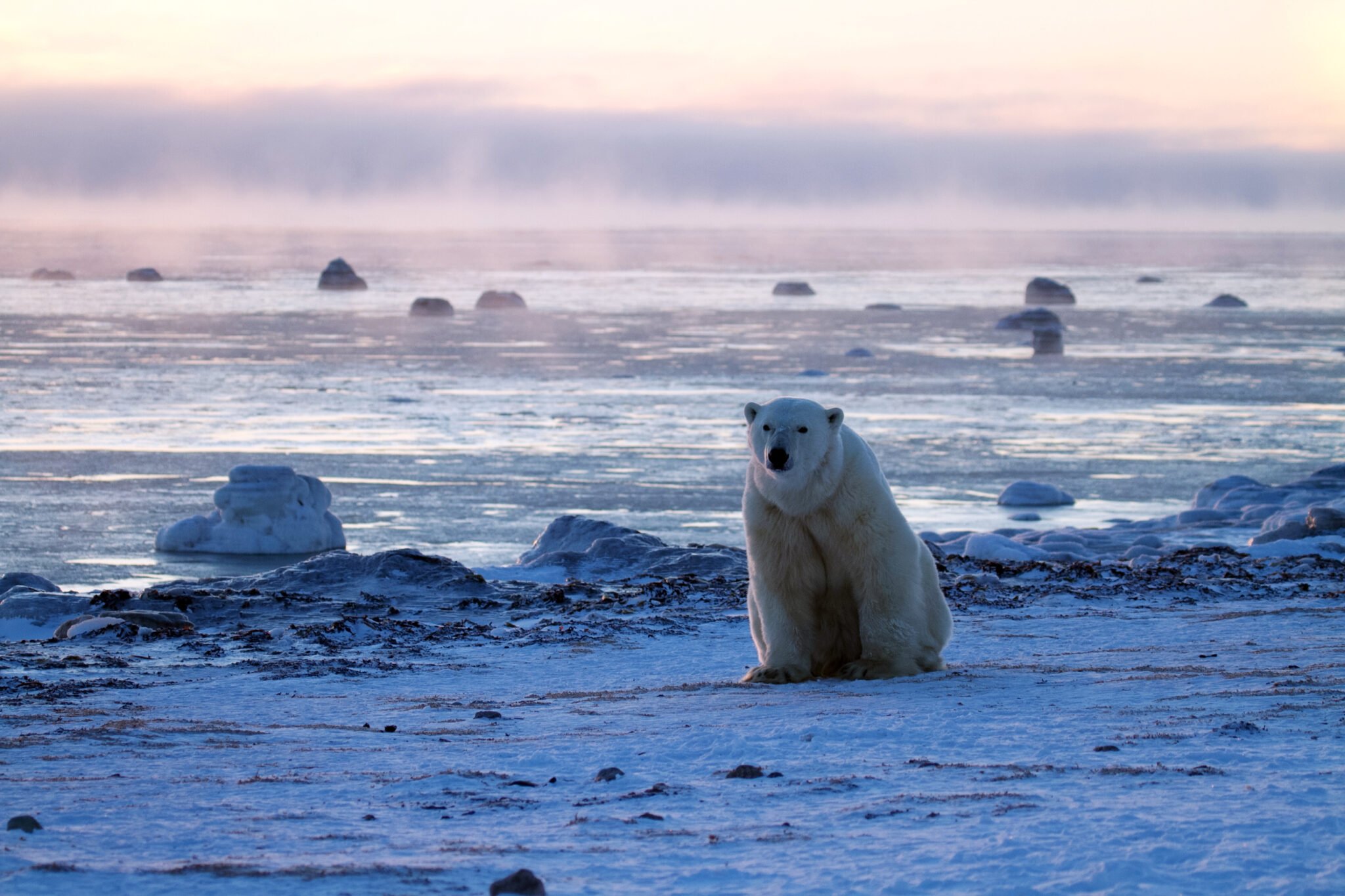 Why Polar Bears Are Waiting for Autumn