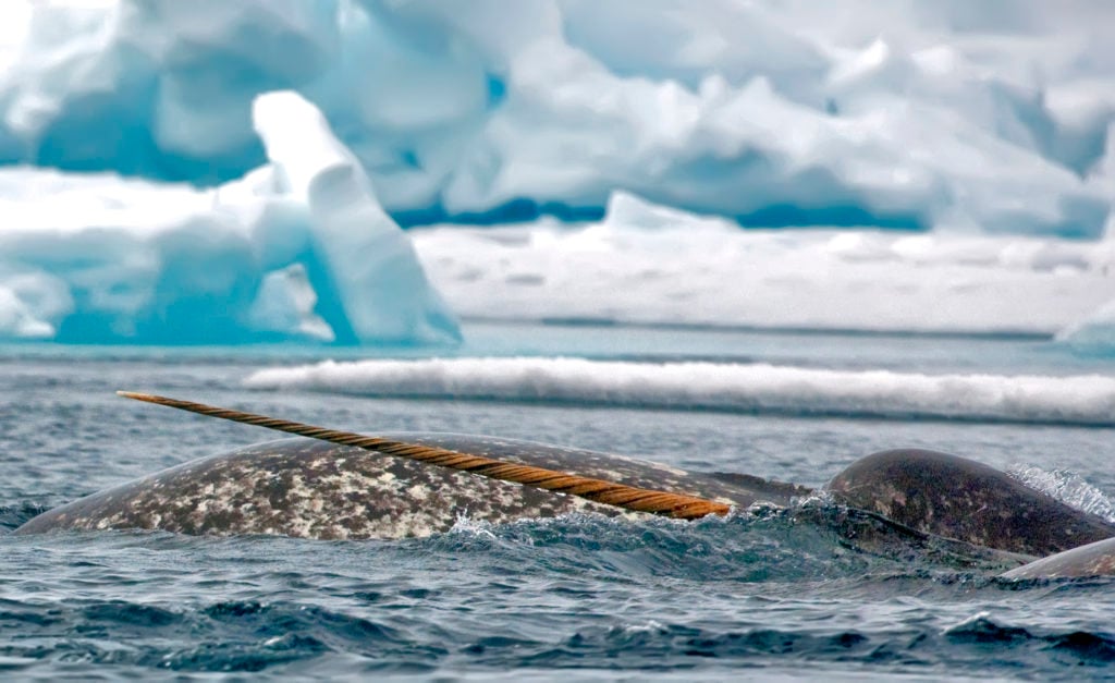 The Story Of A Migrating Narwhal