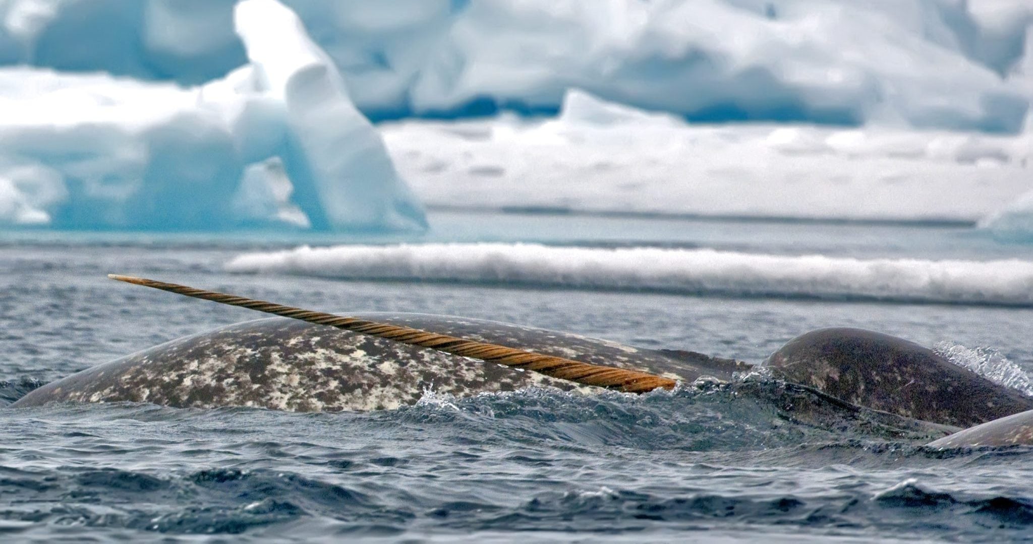 Whale Watching Trips in the Arctic