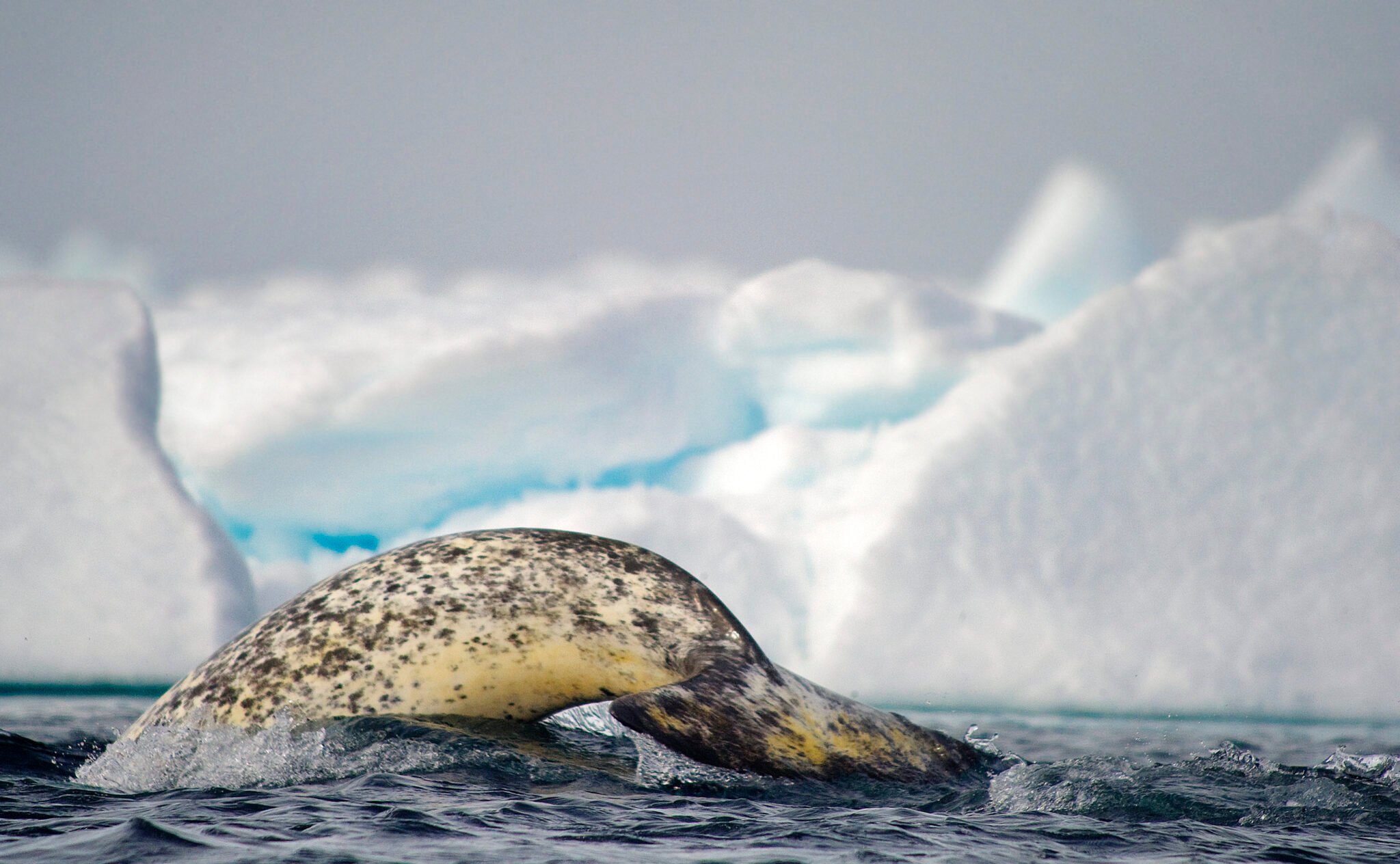 Why Narwhal Are So Elusive & How To See Them