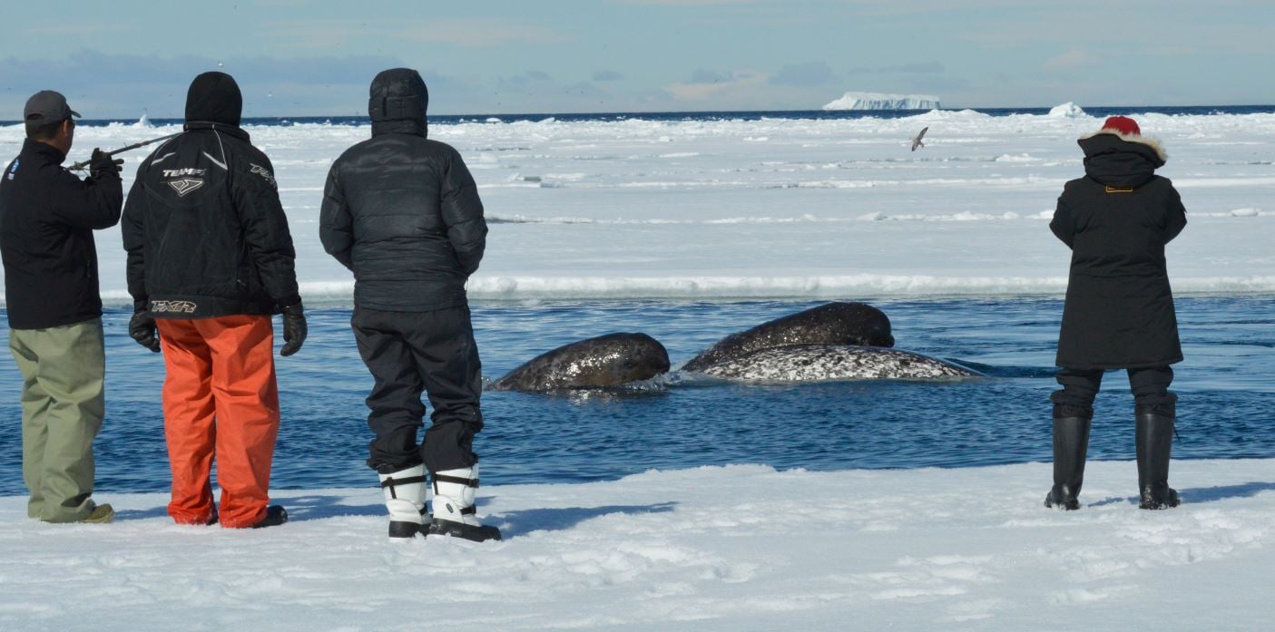 The Best of Baffin Island: Wildlife encounters to add to your bucket list