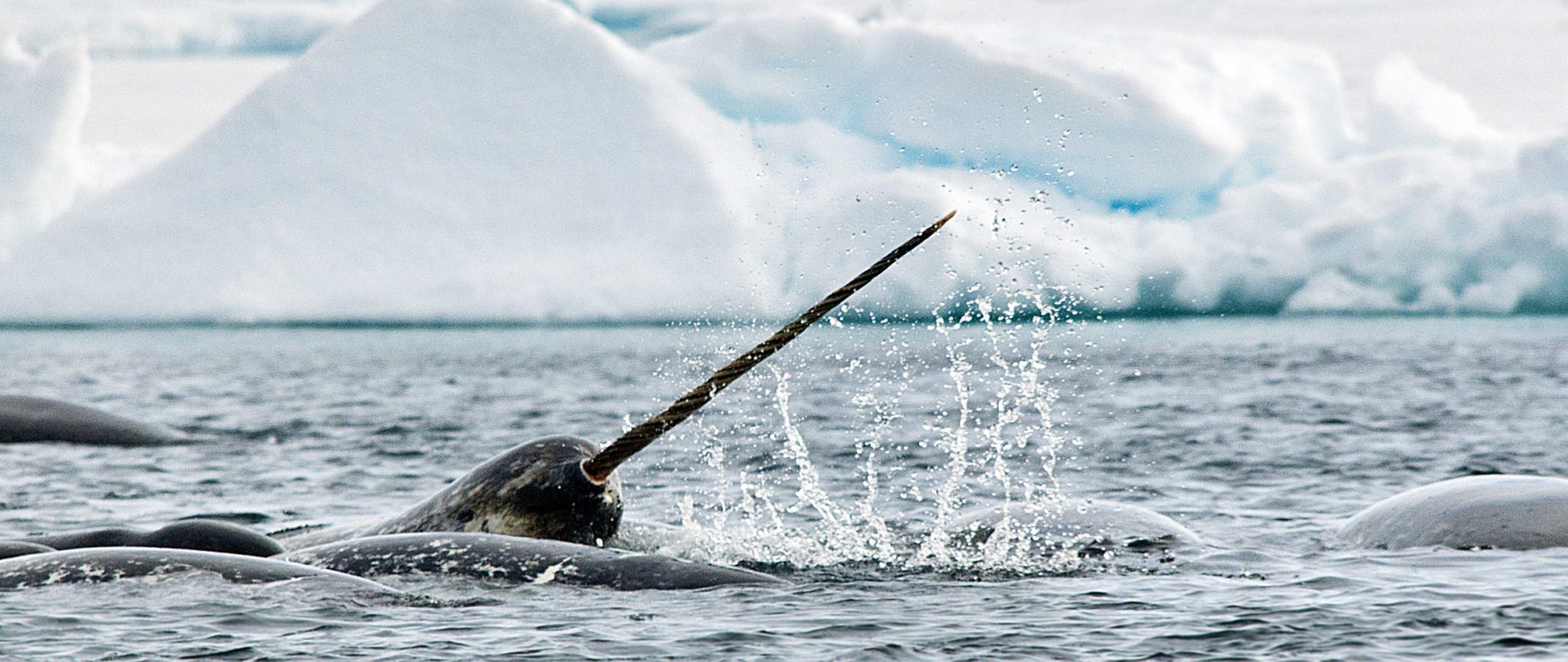 Spring In The Arctic