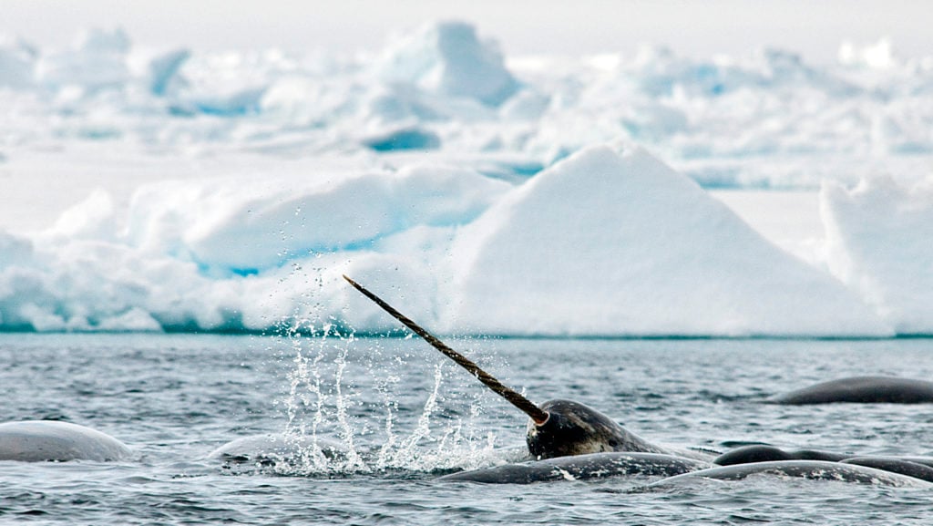 Whale Watching in the Arctic: 3 Incredible Whales to Spot at the Floe Edge